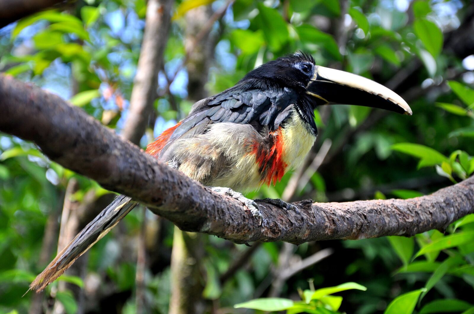 Nikon D5000 sample photo. Bird, birds, toucan photography