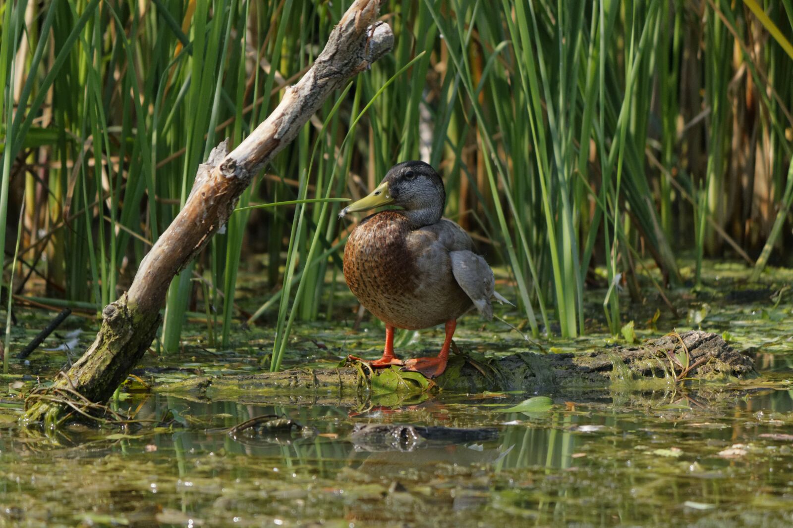 Canon EOS 600D (Rebel EOS T3i / EOS Kiss X5) sample photo. Bird, wildlife, nature photography