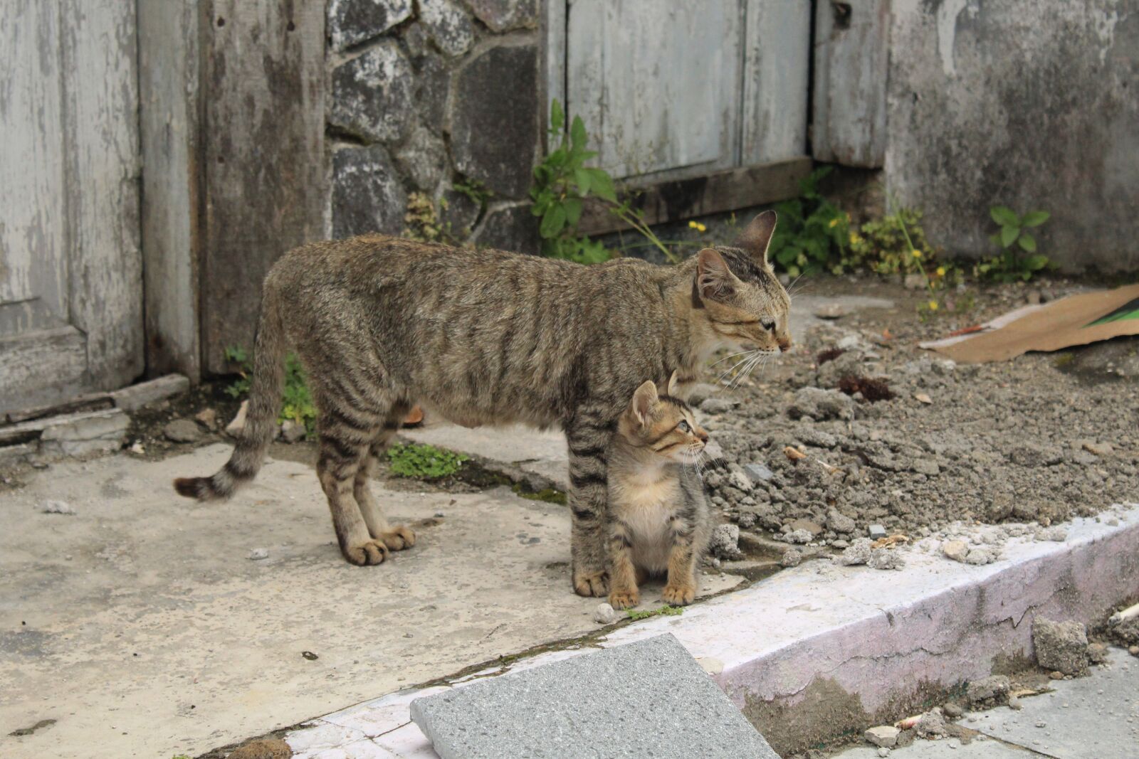 Canon EOS 1300D (EOS Rebel T6 / EOS Kiss X80) sample photo. Cats, asia, animals photography