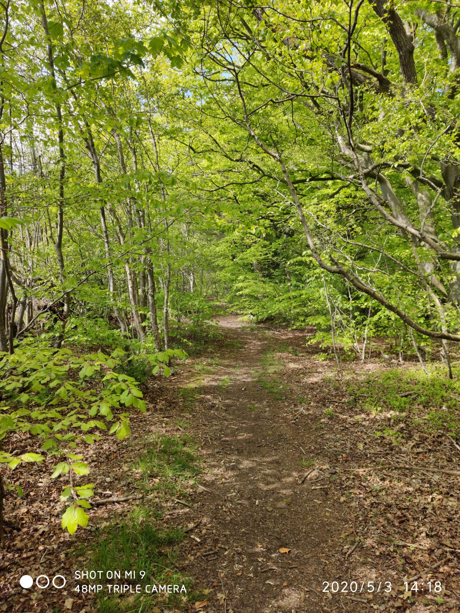 Xiaomi MI 9 sample photo. Woodland, springtime, england photography