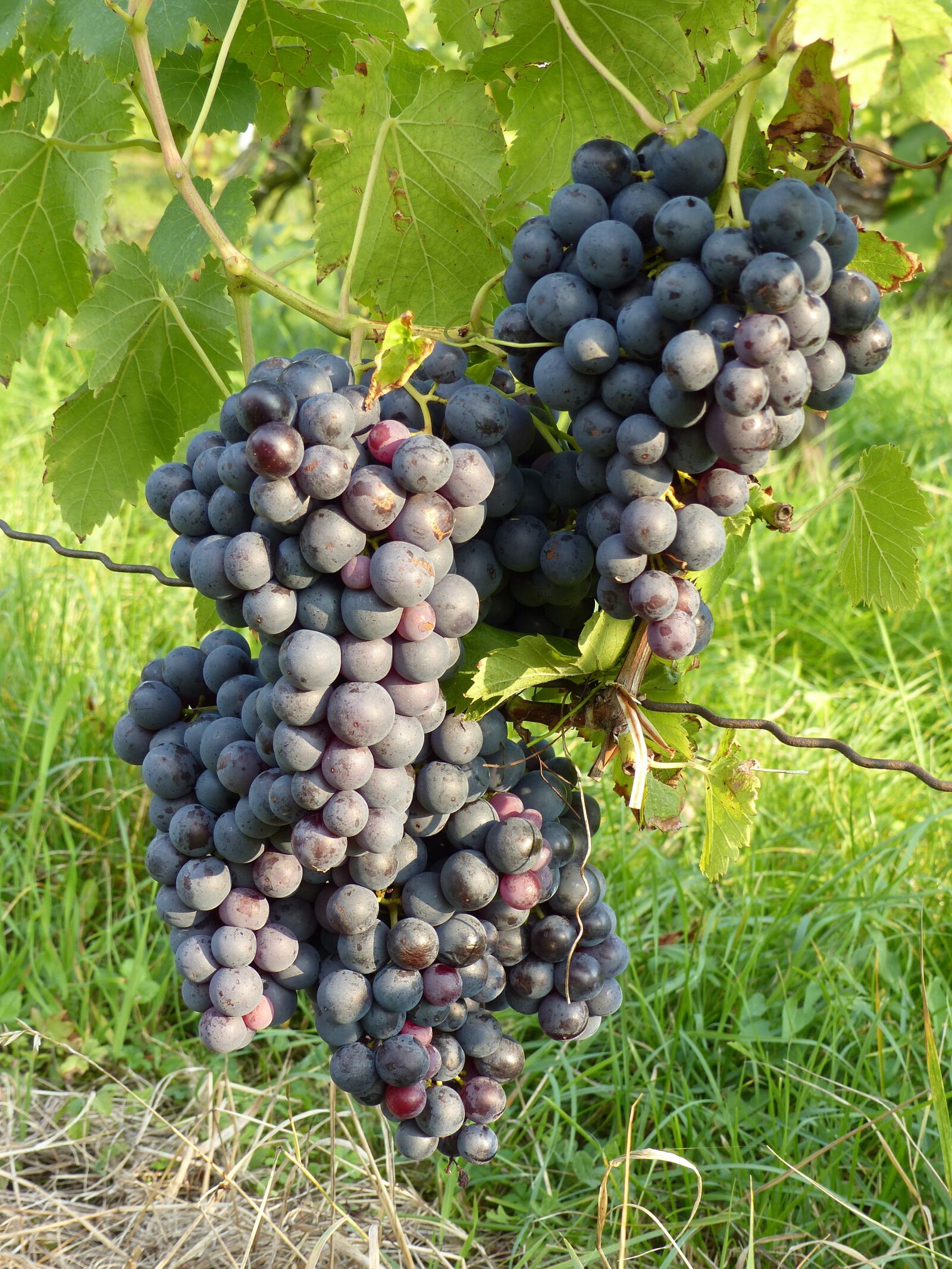 Panasonic Lumix DMC-FZ200 sample photo. Grape, blue, autumn photography