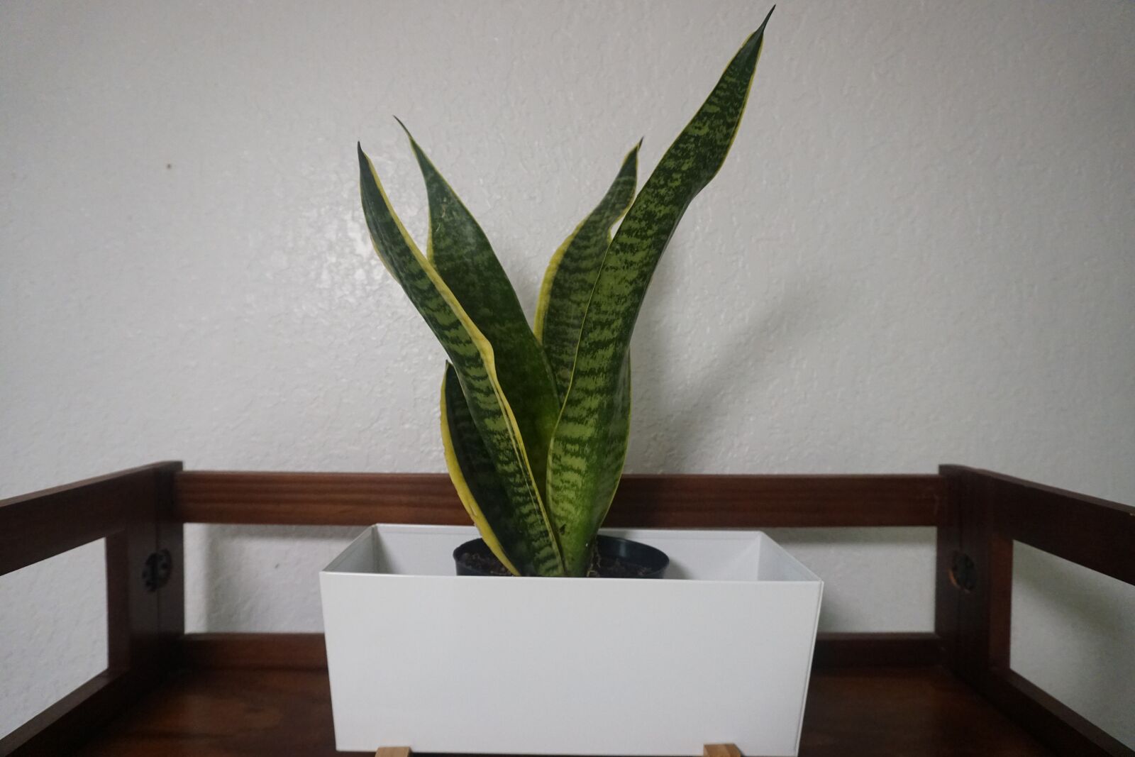 Sony a6300 sample photo. Sansevieria, snake plant, mother-in-law photography