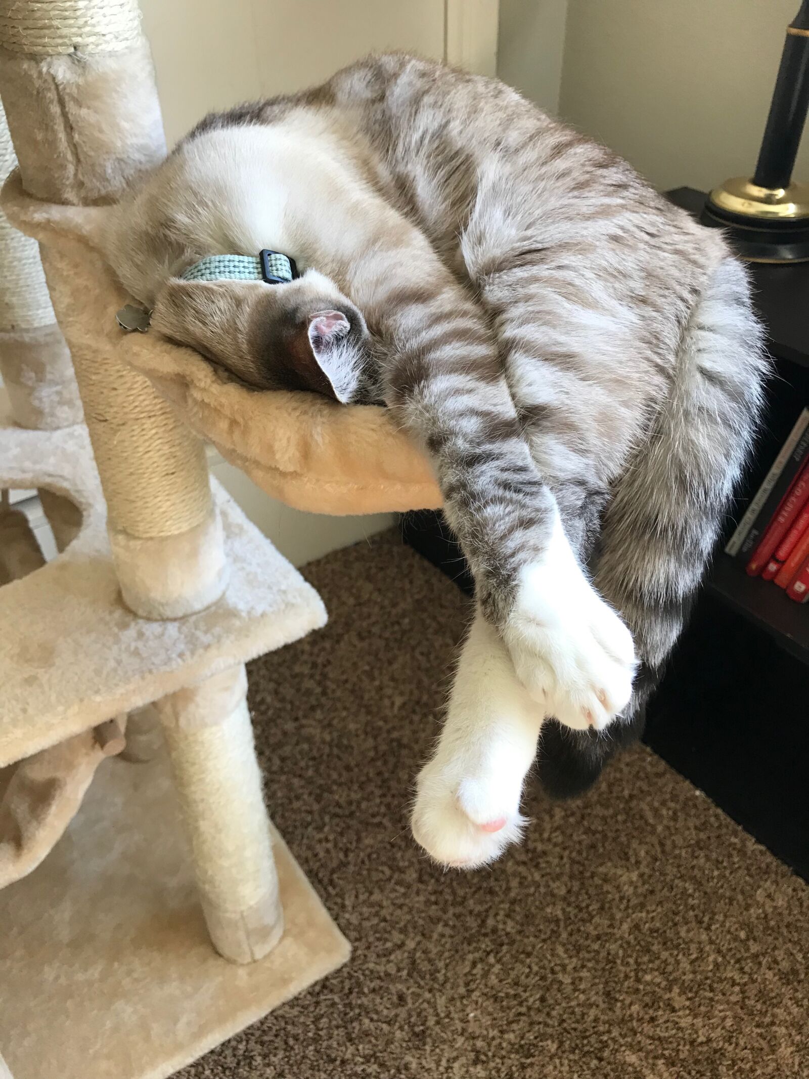 iPhone 7 back camera 3.99mm f/1.8 sample photo. Kitten, siamese, nap photography