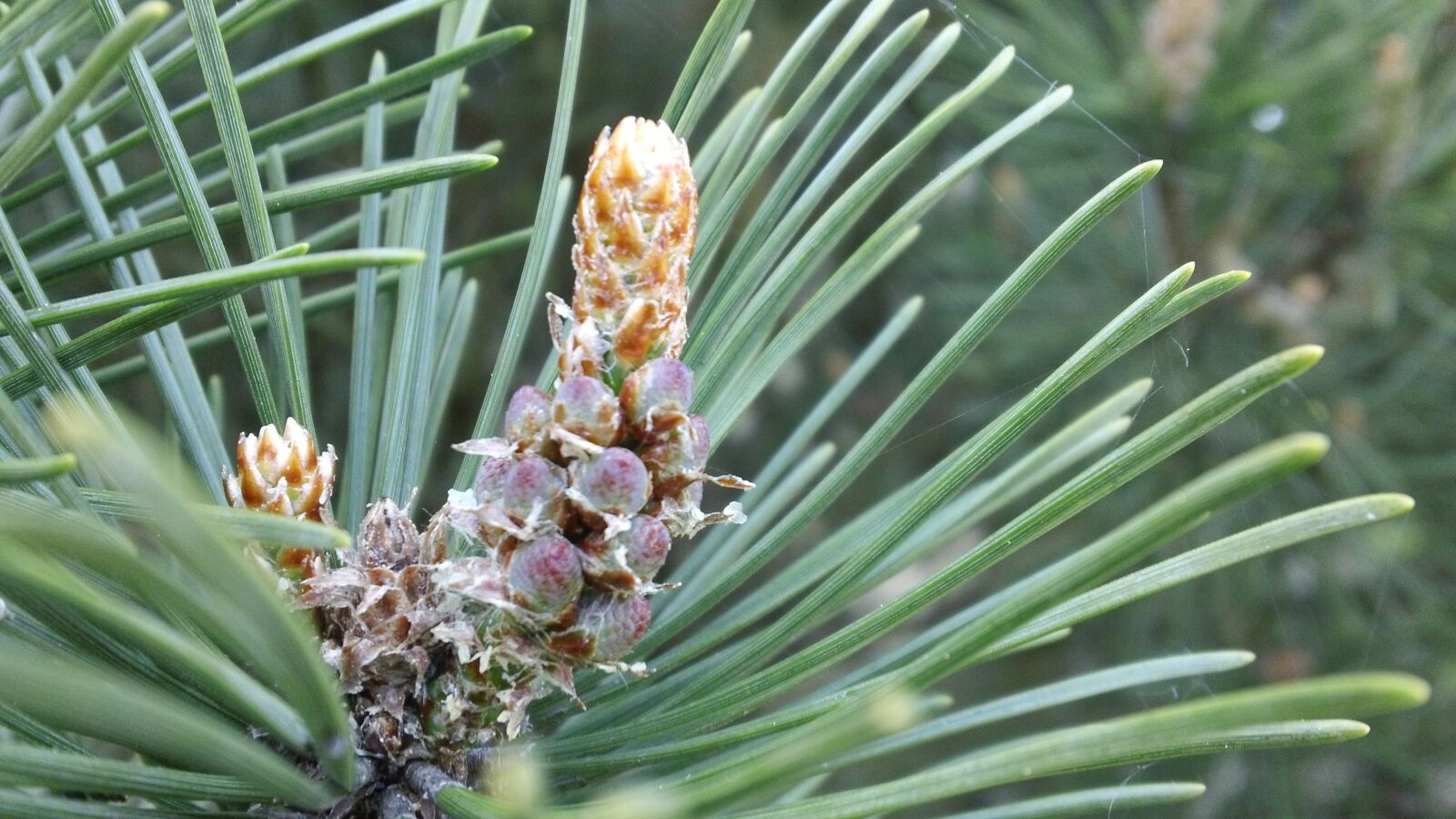 Sony MHS-TS20 sample photo. Pine, spruce, forest photography