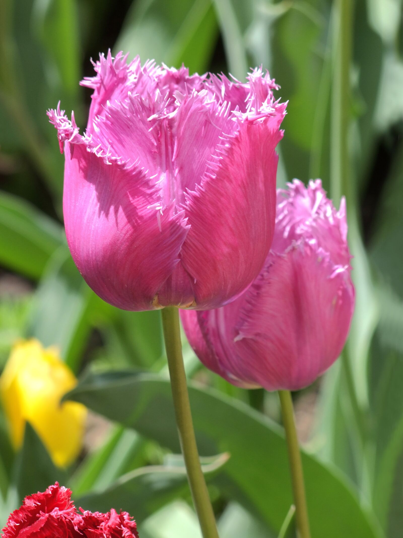 Fujifilm FinePix S100fs sample photo. Curled tulips, flower, pink photography