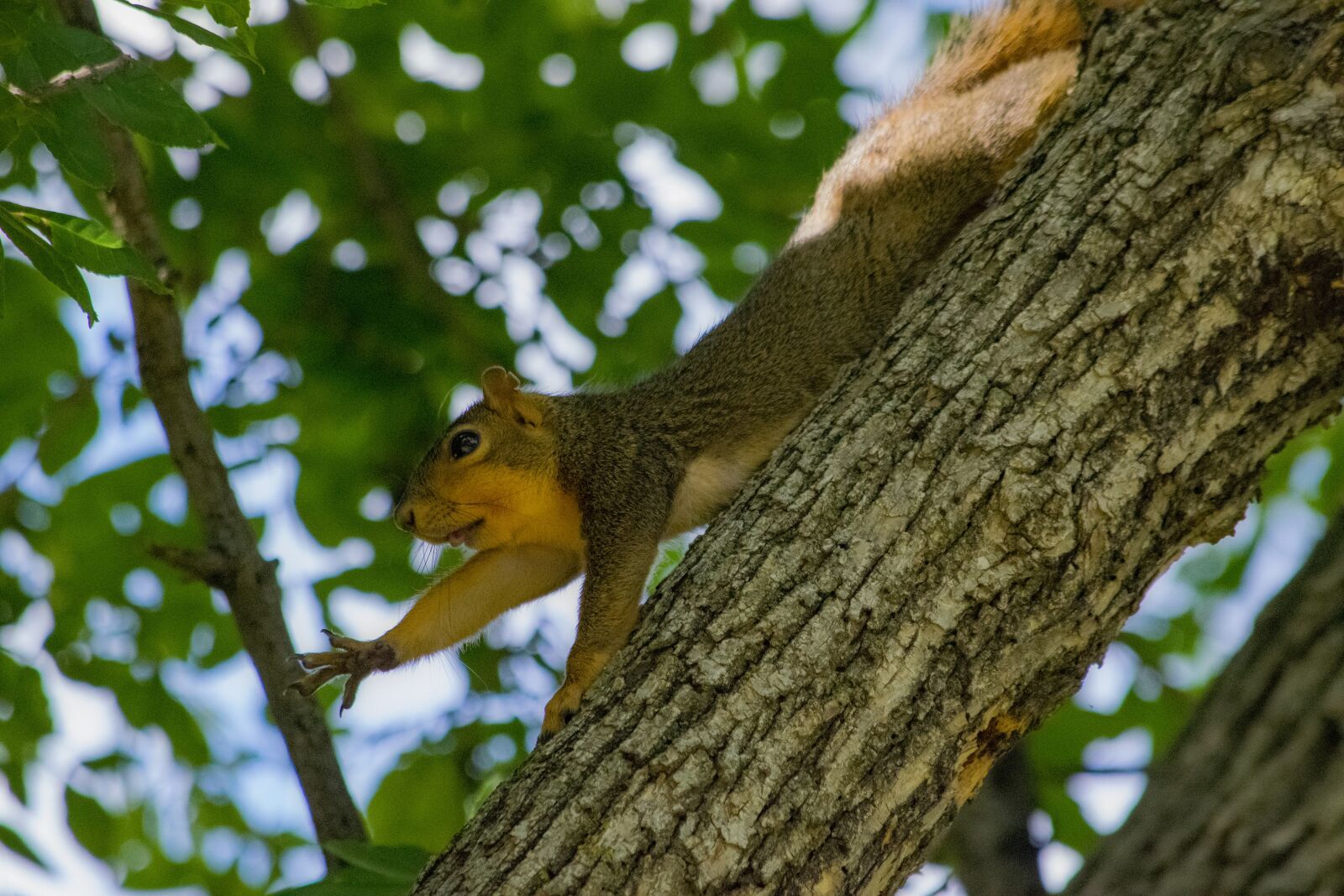 Nikon D5300 sample photo. Squirrel, rodent, animal photography