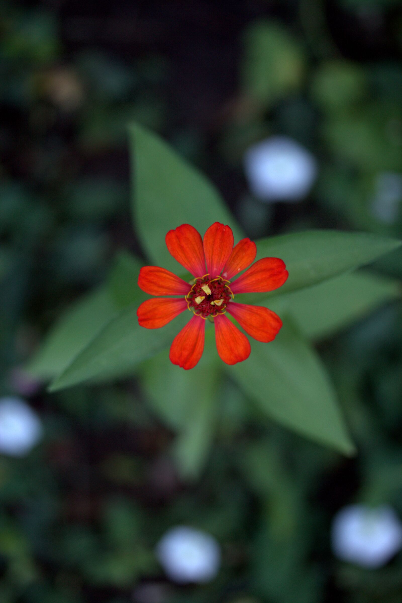 Canon EF-S 60mm F2.8 Macro USM sample photo. Carciumareasa, flower, red photography