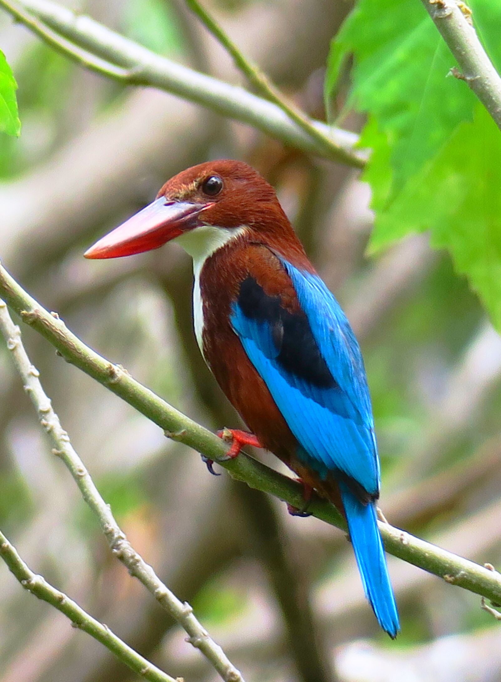 Canon PowerShot G3 X sample photo. White chest kingfisher, bird photography