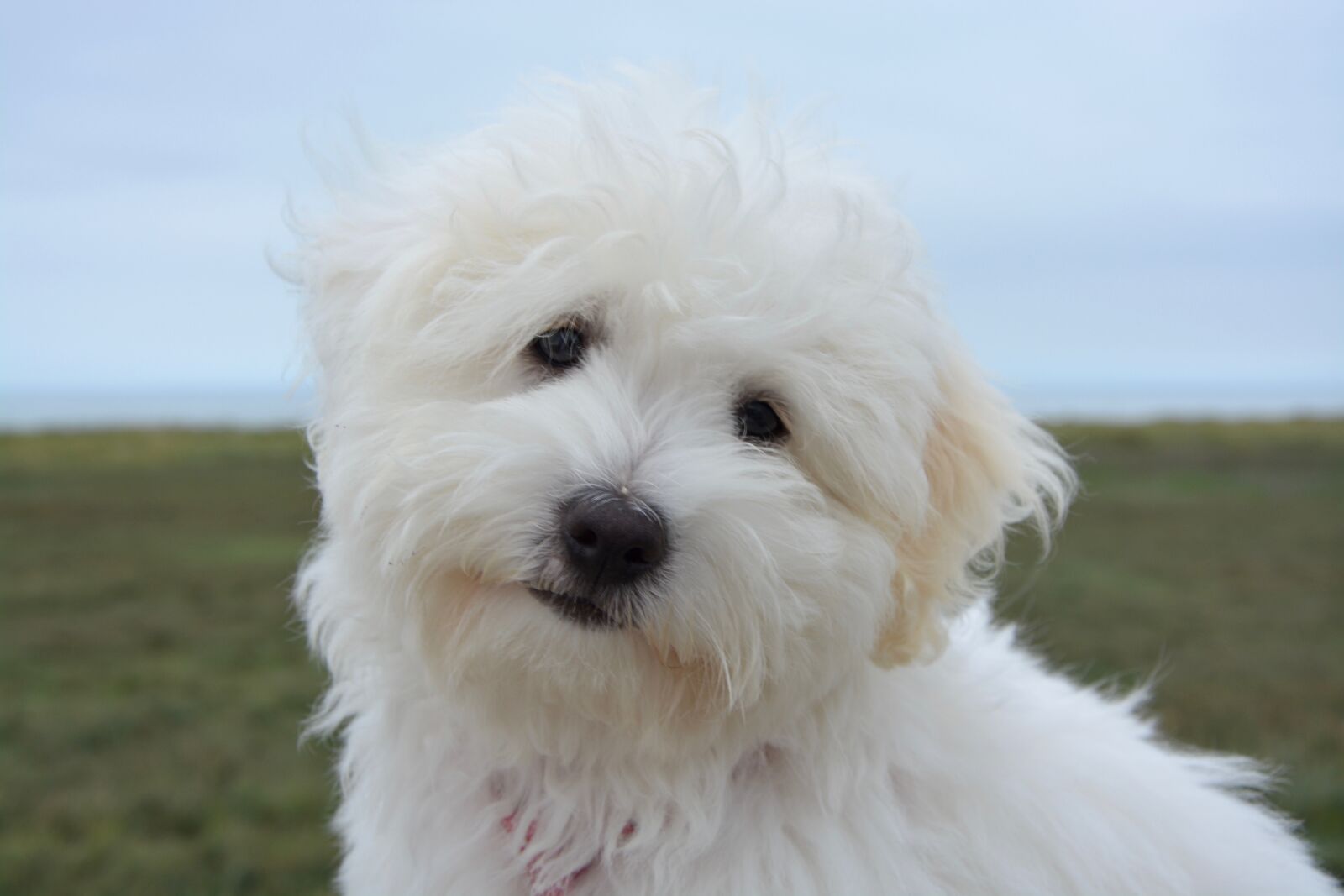 Nikon D5200 sample photo. Dog, puppy, cotton tulear photography