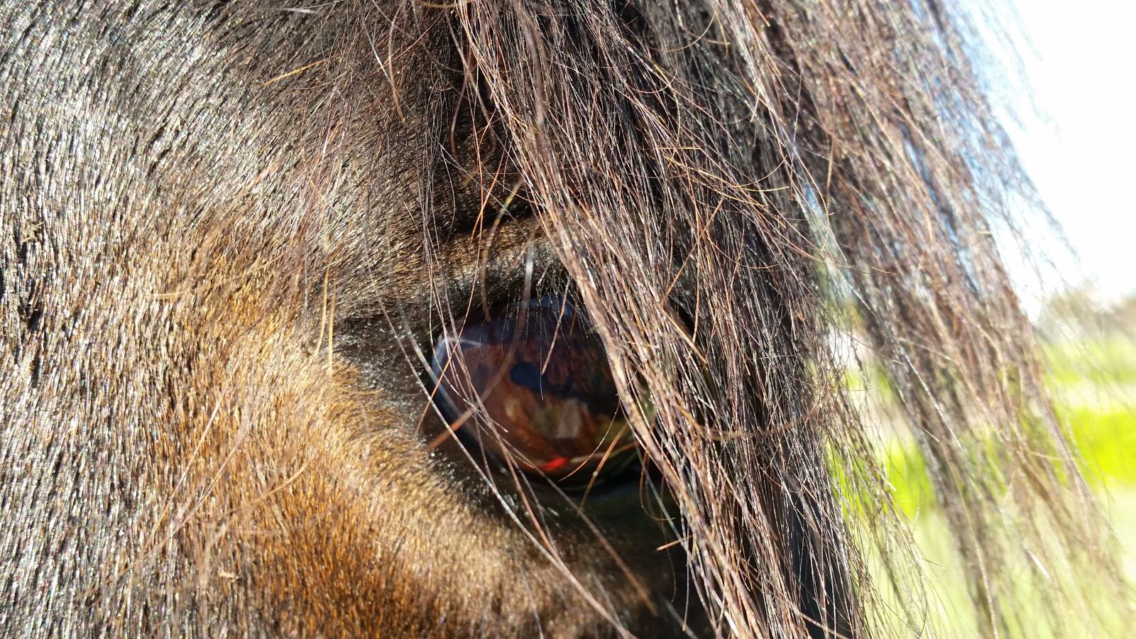 Samsung Galaxy S5 sample photo. Horse, equine, eye photography