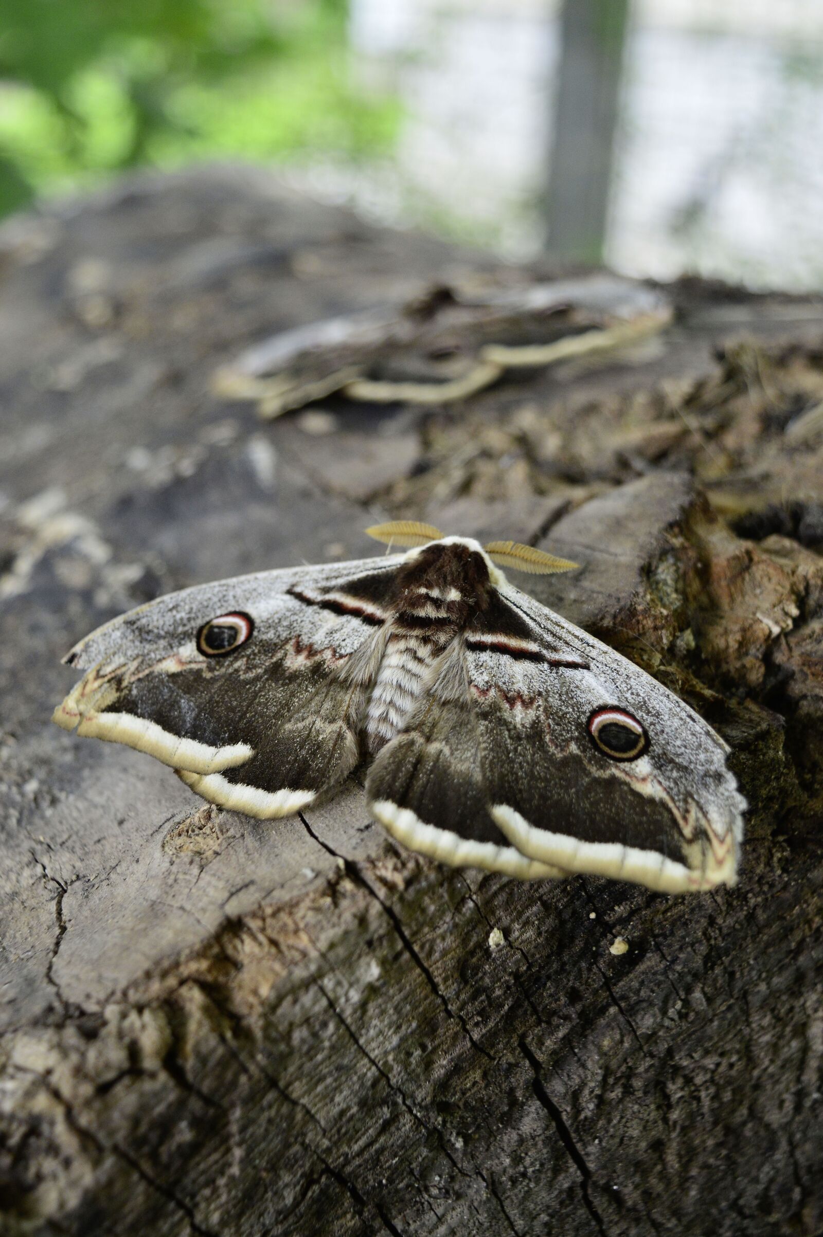 Nikon D3200 sample photo. Insect, butterfly, moth photography
