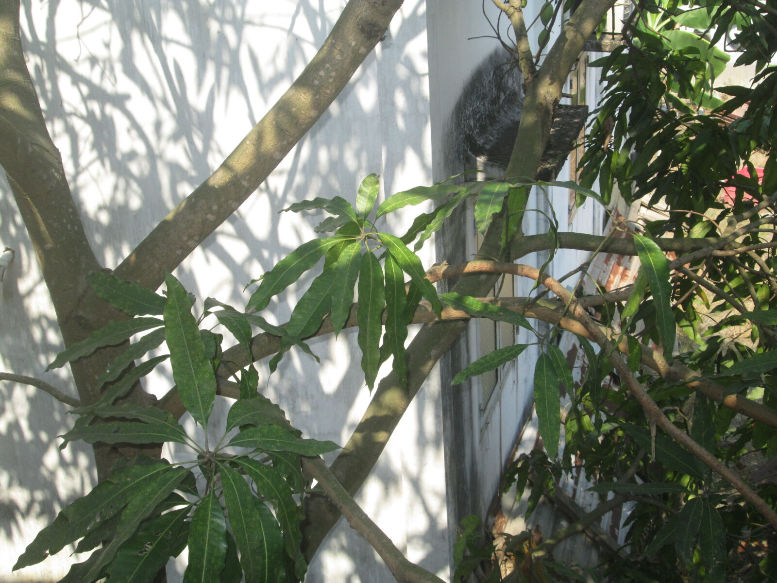 Canon PowerShot A810 sample photo