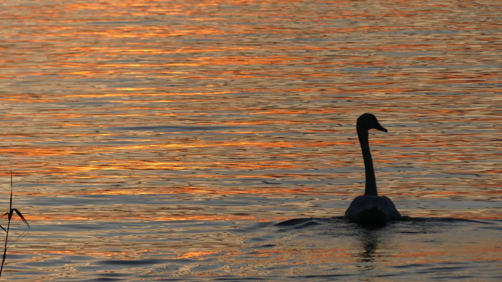 Panasonic Lumix DMC-FZ300 sample photo. Sunset, light, nature photography