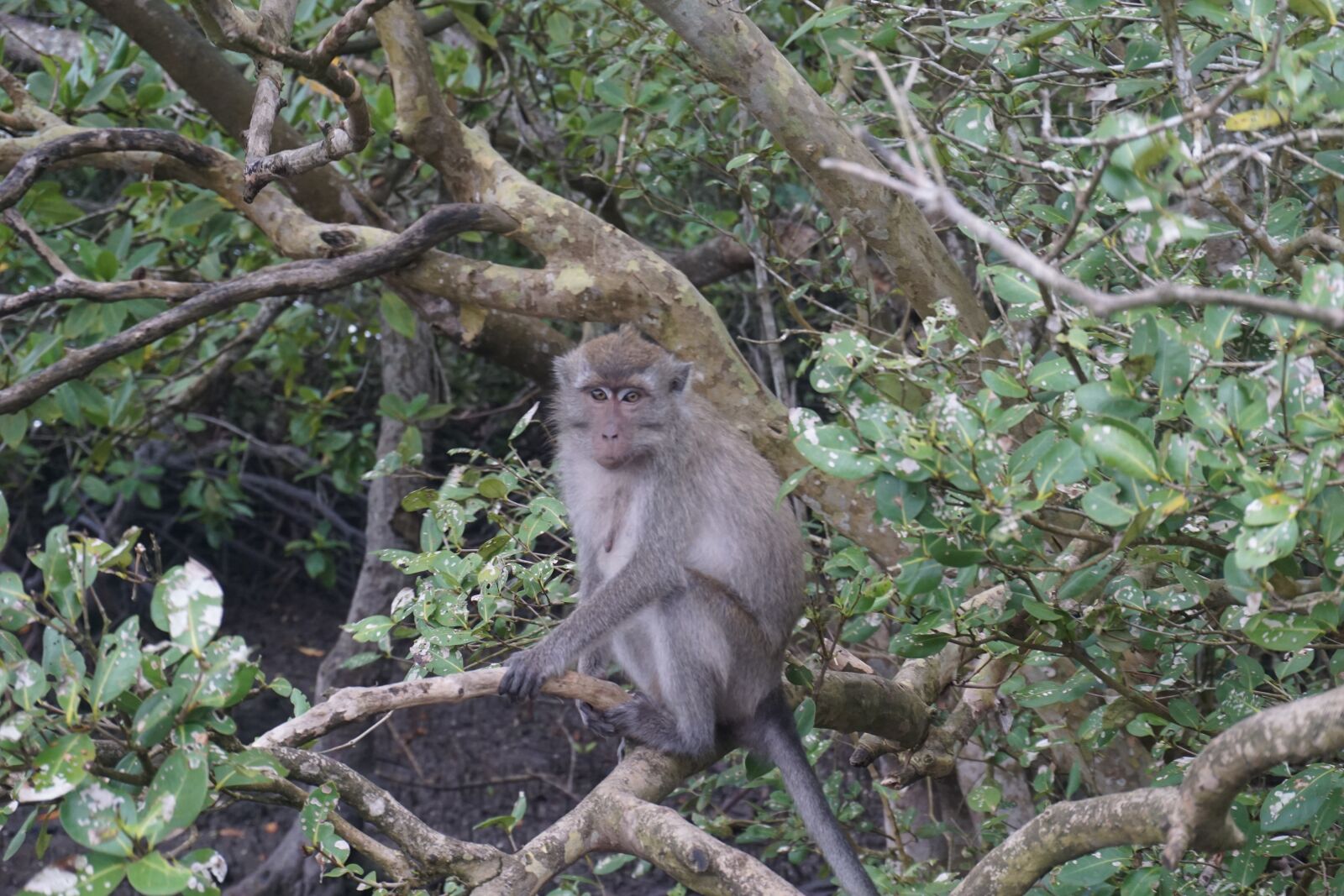 Sony a6000 sample photo. Beach, mangrove, island photography