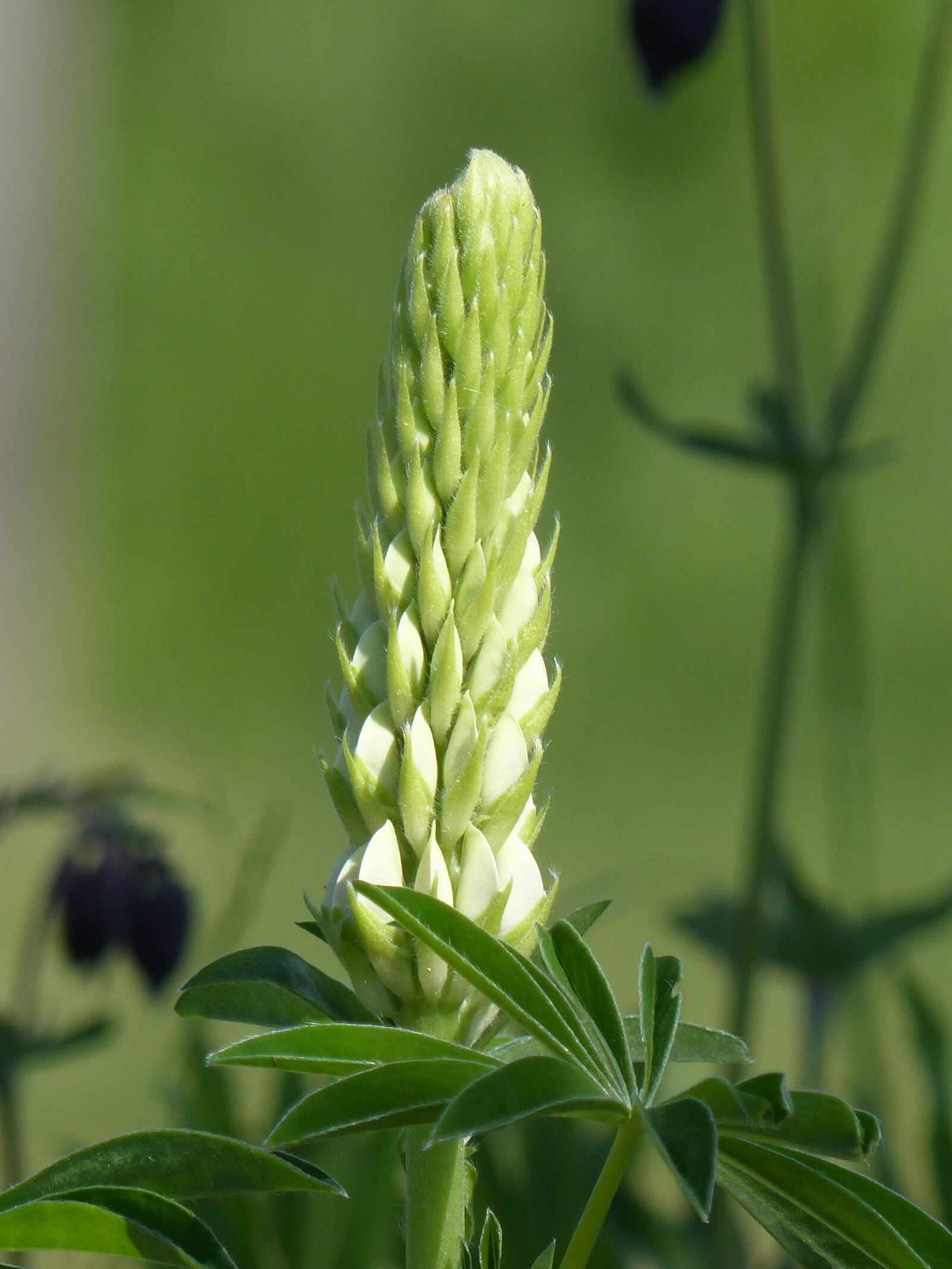 Panasonic Lumix DMC-FZ200 sample photo. Lupin, white, leaf photography