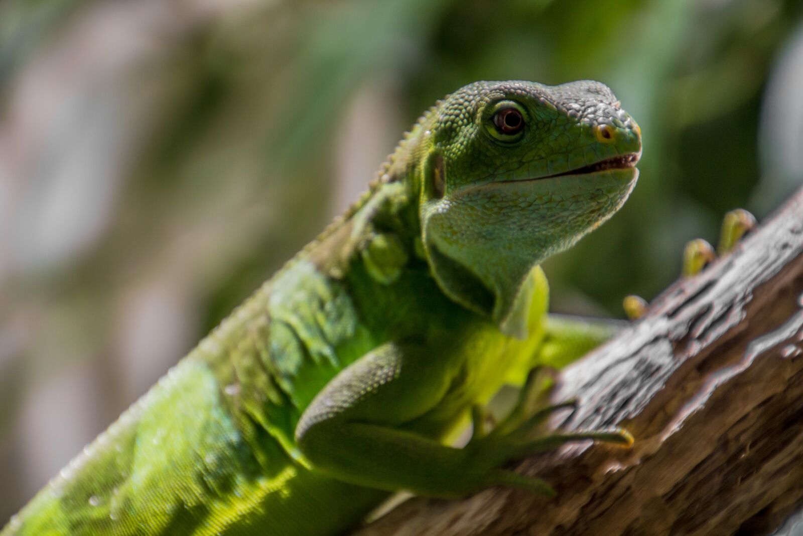 Canon EOS 70D sample photo. Lizard, green, reptile photography