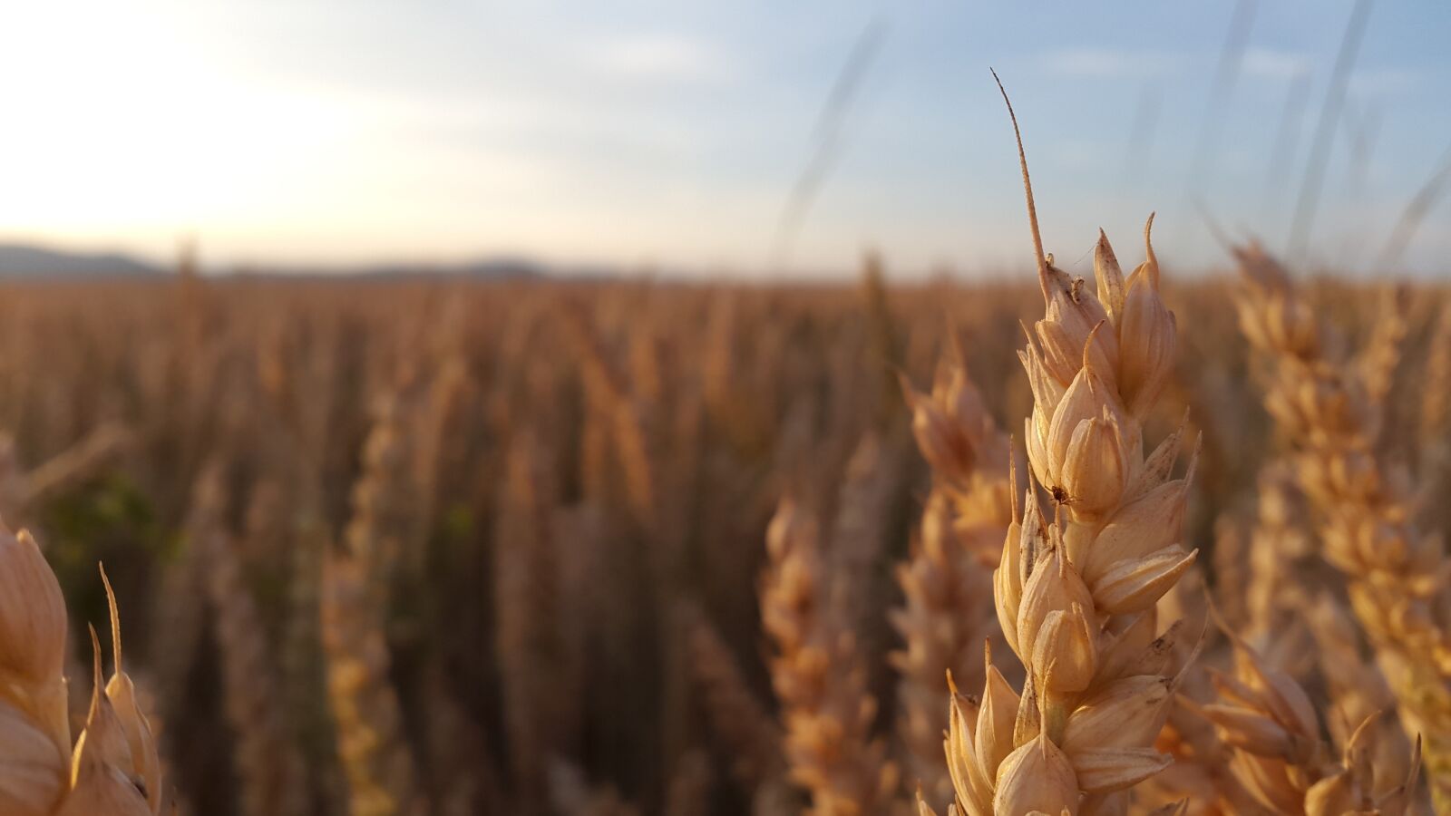 Samsung Galaxy Alpha sample photo. The grain, summer, the photography