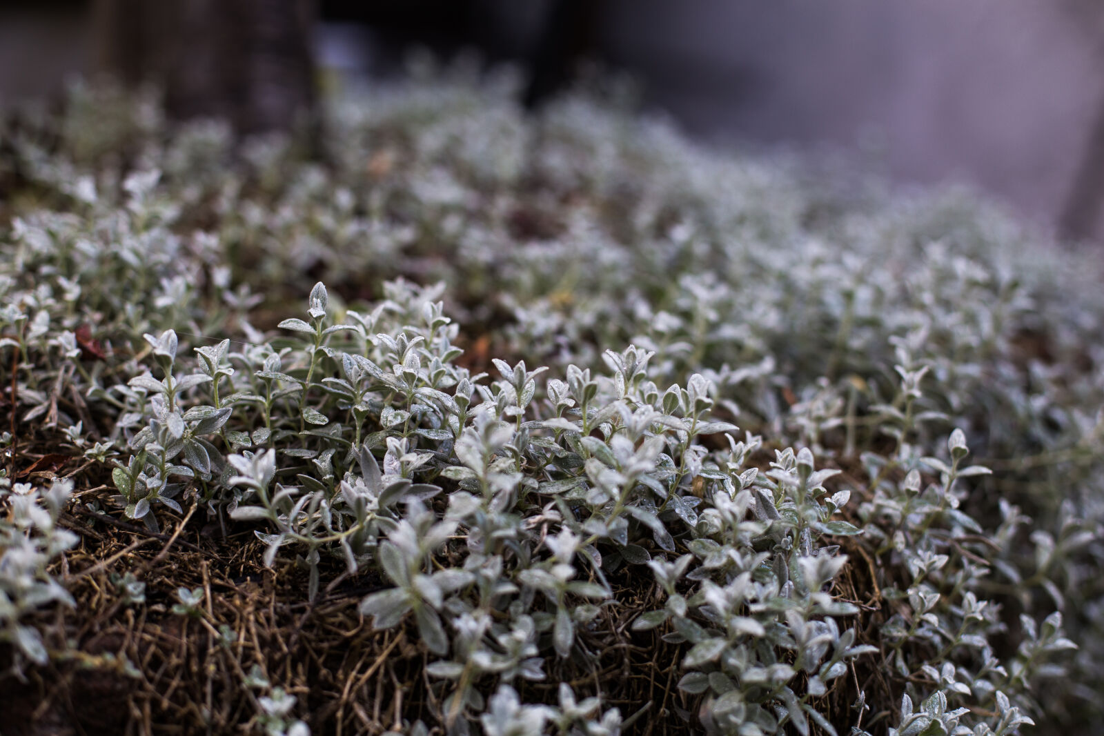 Canon EOS 6D + Canon EF 50mm F1.4 USM sample photo. Garden, light, nature, plant photography