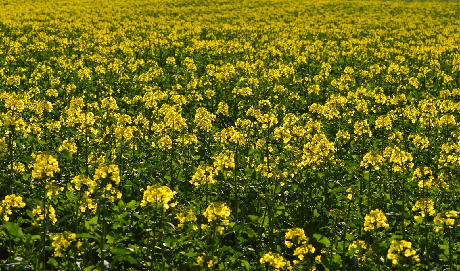 Nikon D3200 sample photo. Oilseed rape, field of photography