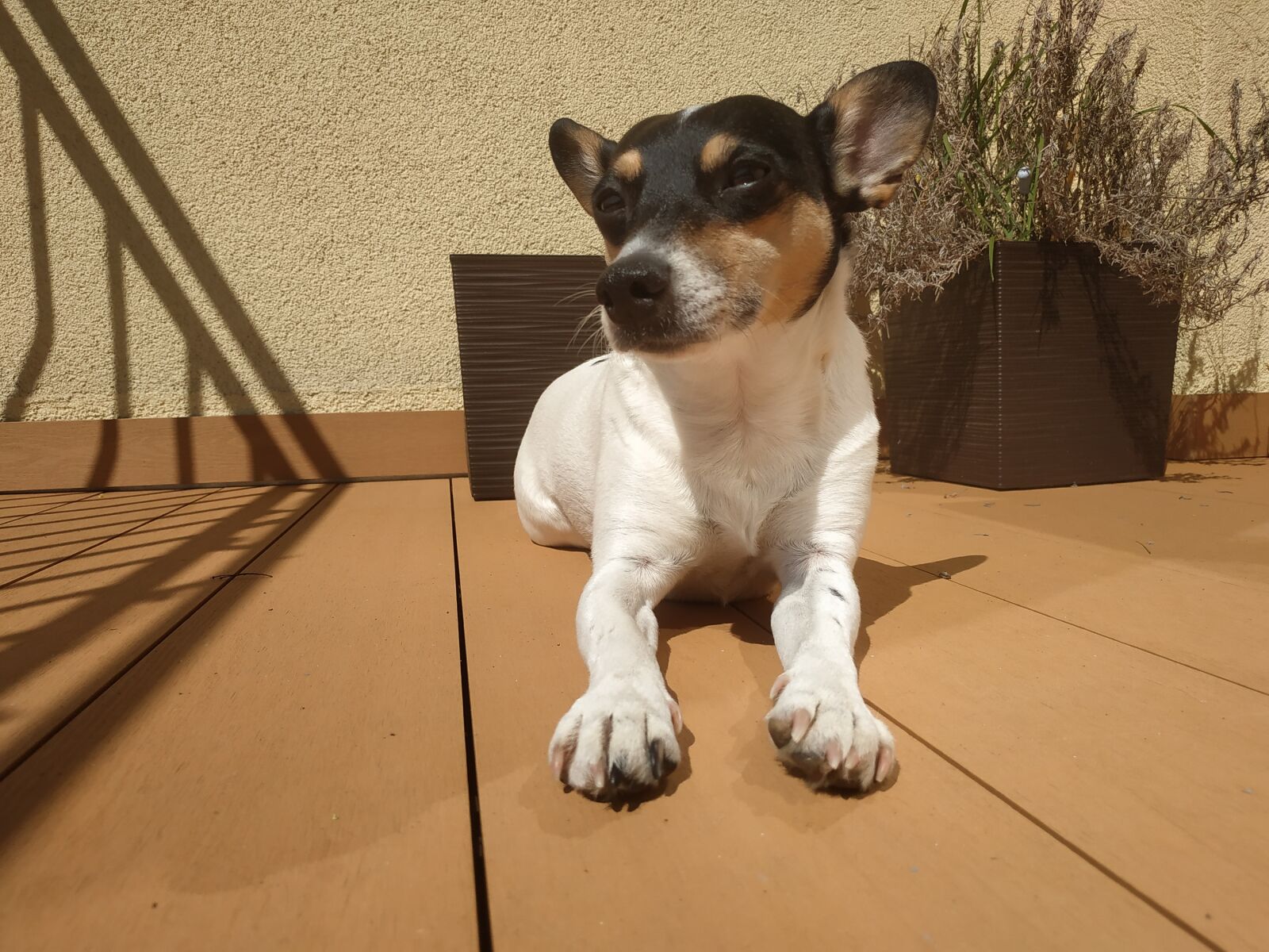 Xiaomi Redmi Note 5 sample photo. Dog, photography, animal photography
