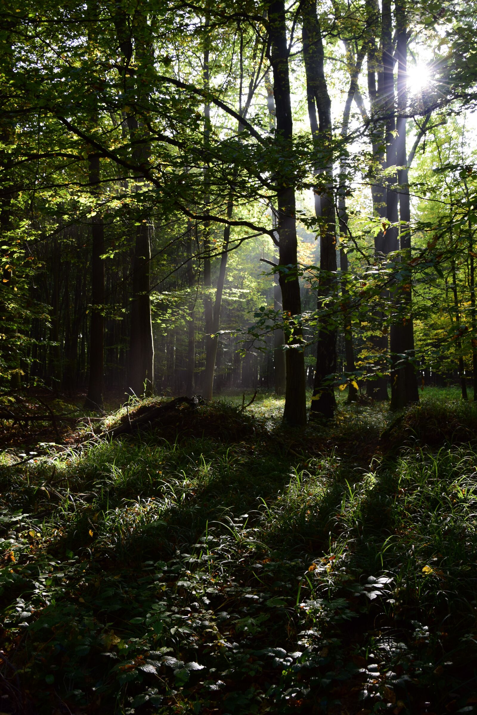 Nikon D5300 sample photo. Forest, shining through, trees photography