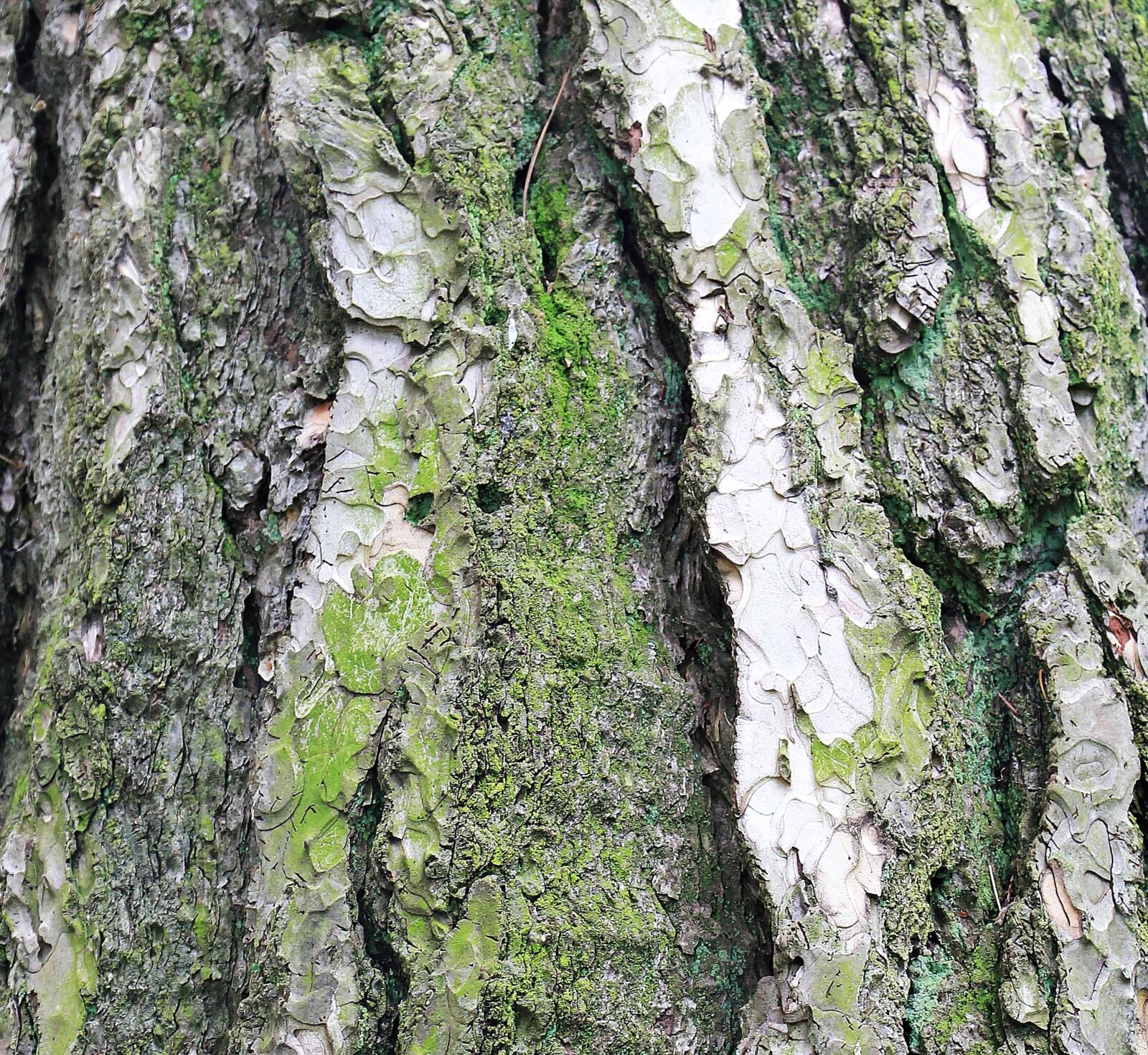 Canon EOS 550D (EOS Rebel T2i / EOS Kiss X4) sample photo. Nature, environment, bark, wood photography