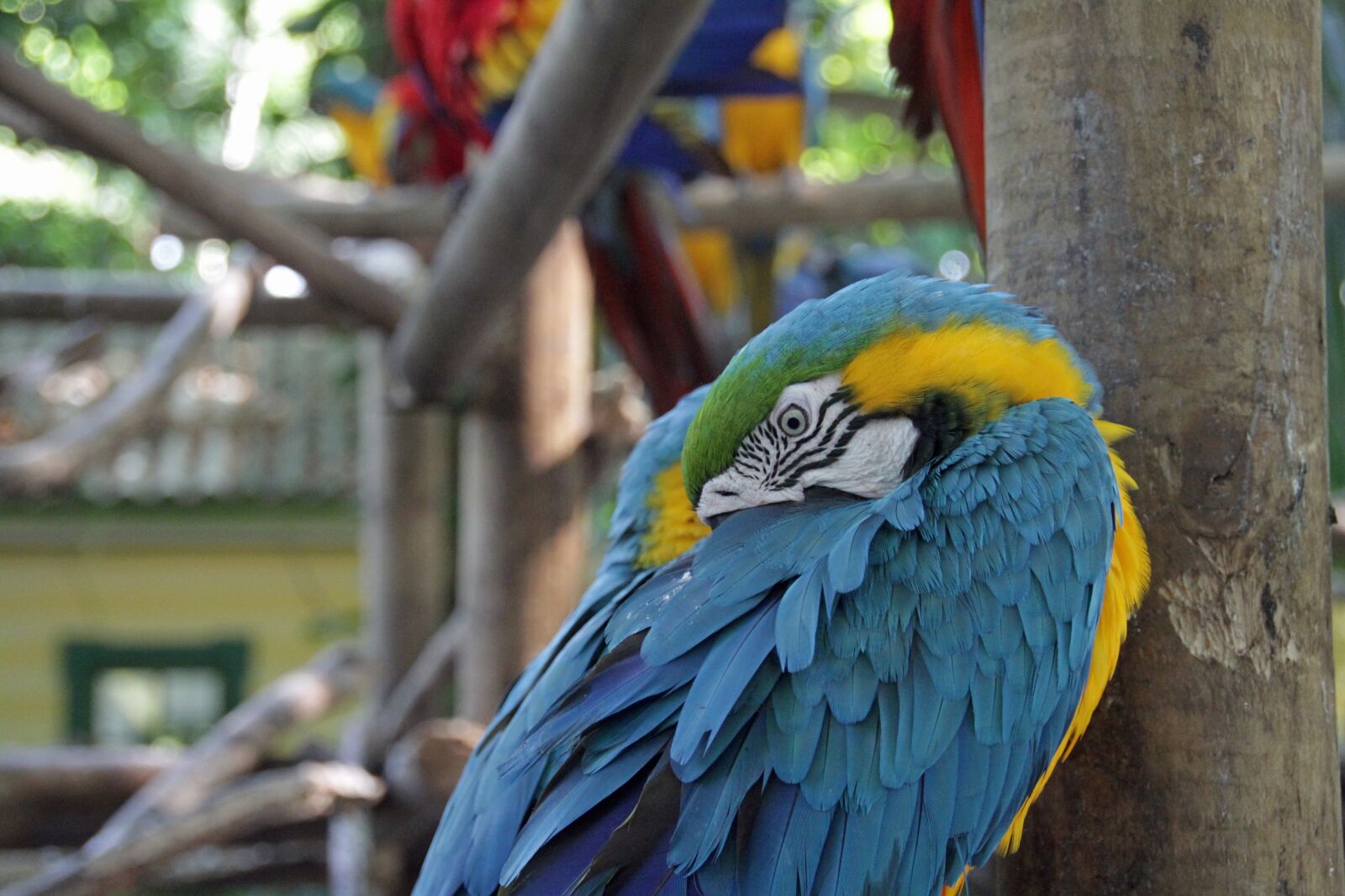 Canon EOS 7D sample photo. Parrot, colorful, bird photography