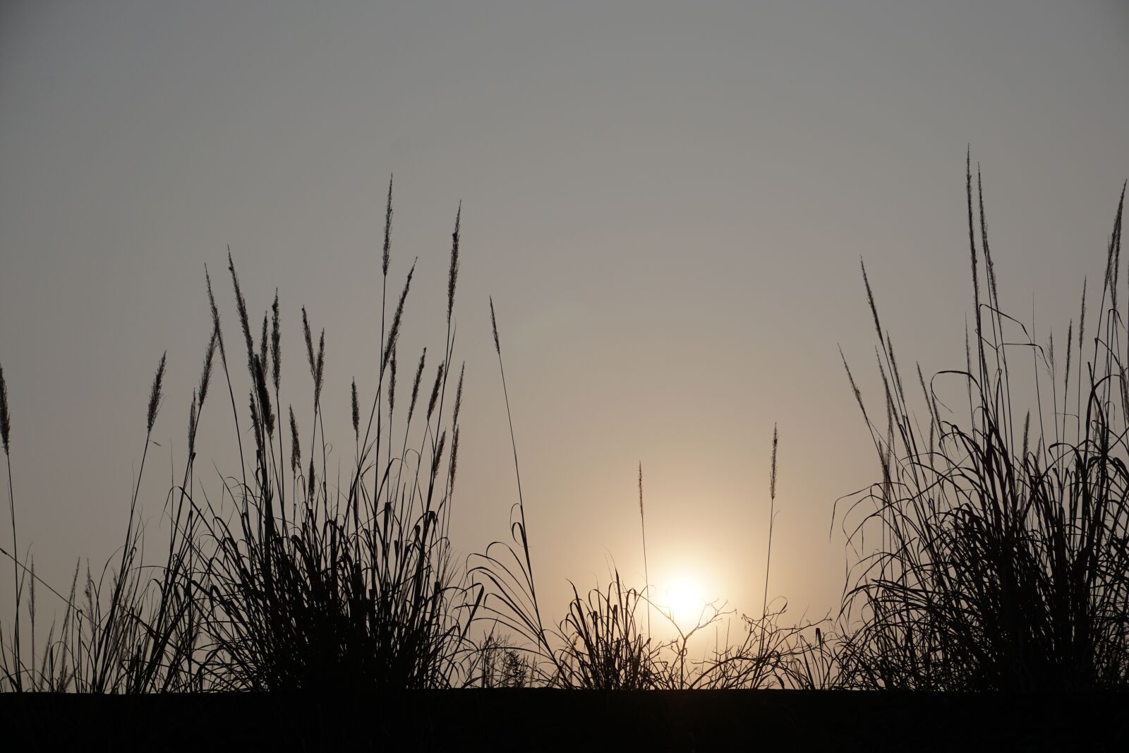 Sony a6000 sample photo. Sunset, reed, lonely photography