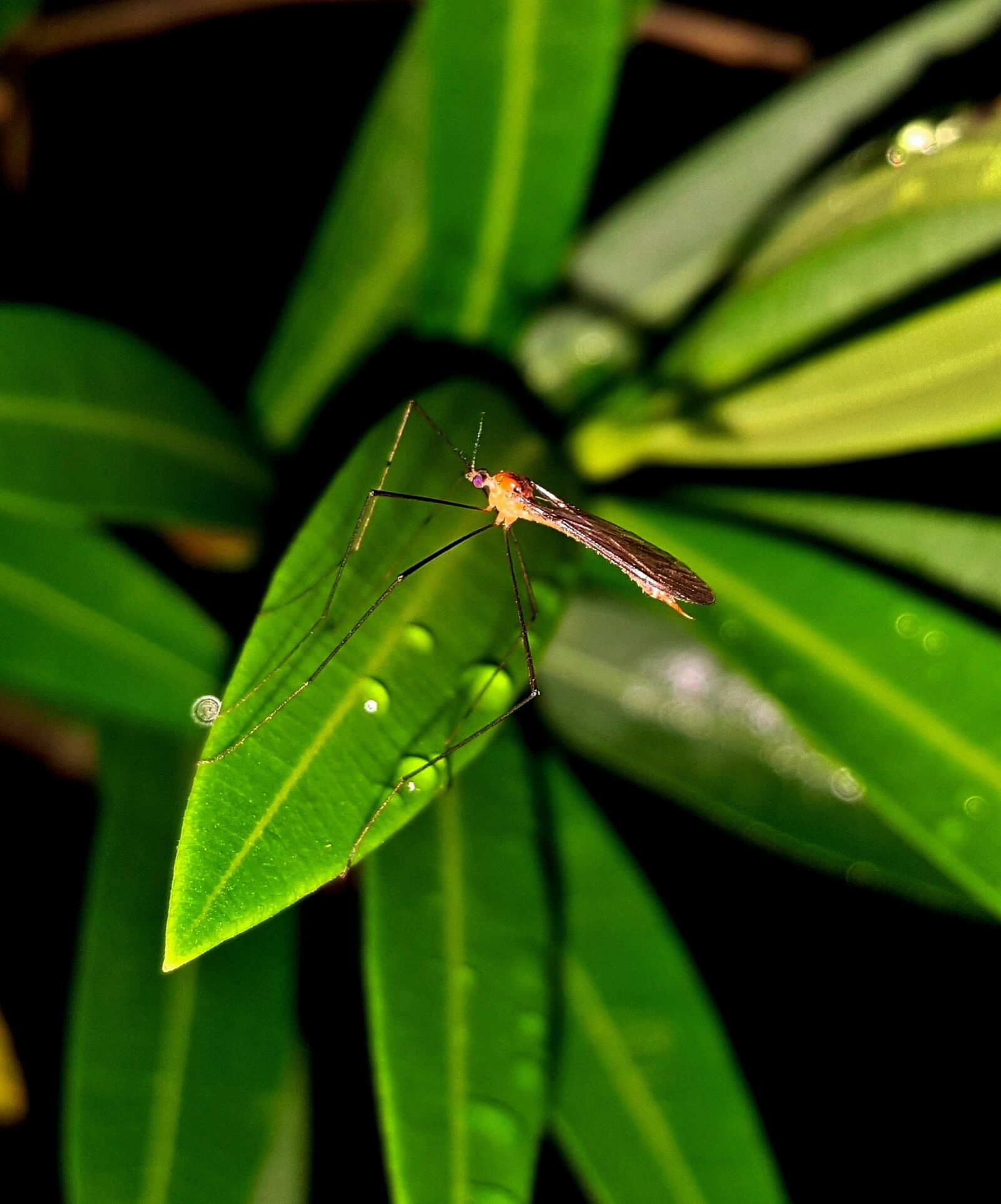 Samsung Galaxy Note5 sample photo. Mosquito, insect, winged insect photography
