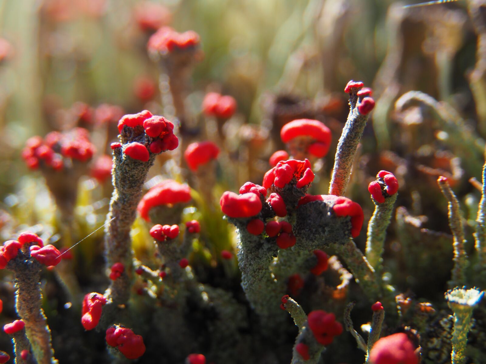 Olympus OM-D E-M10 II sample photo. Lichen, nature, red photography