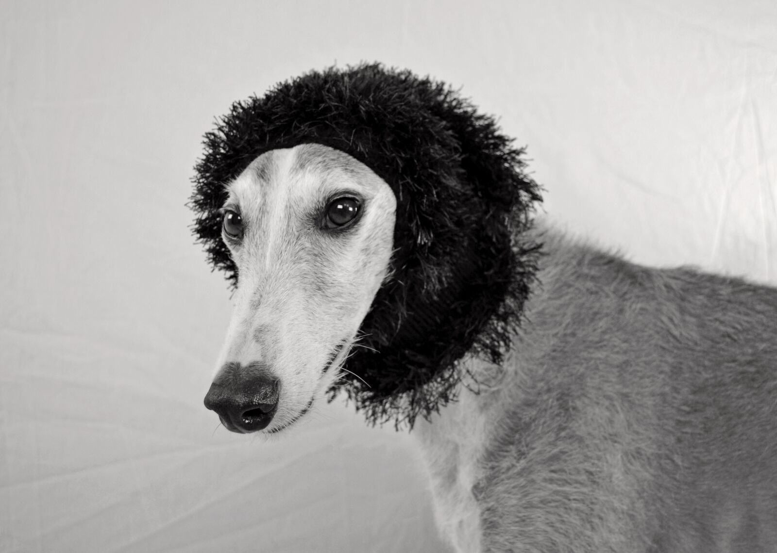 Nikon D5100 sample photo. Dog, view, greyhound photography