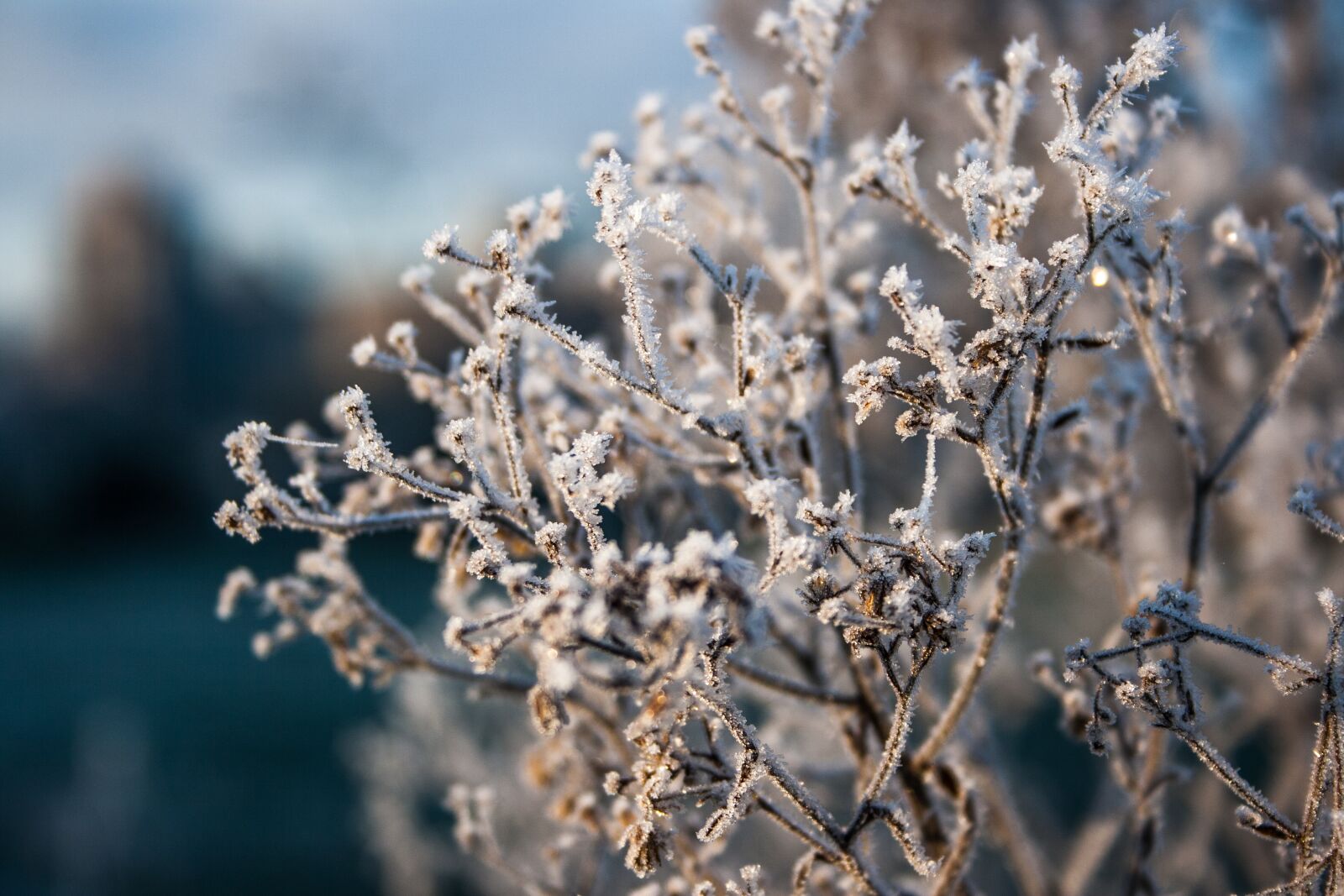 Canon EF-S 18-55mm F3.5-5.6 II sample photo. Frost, winter, cold photography