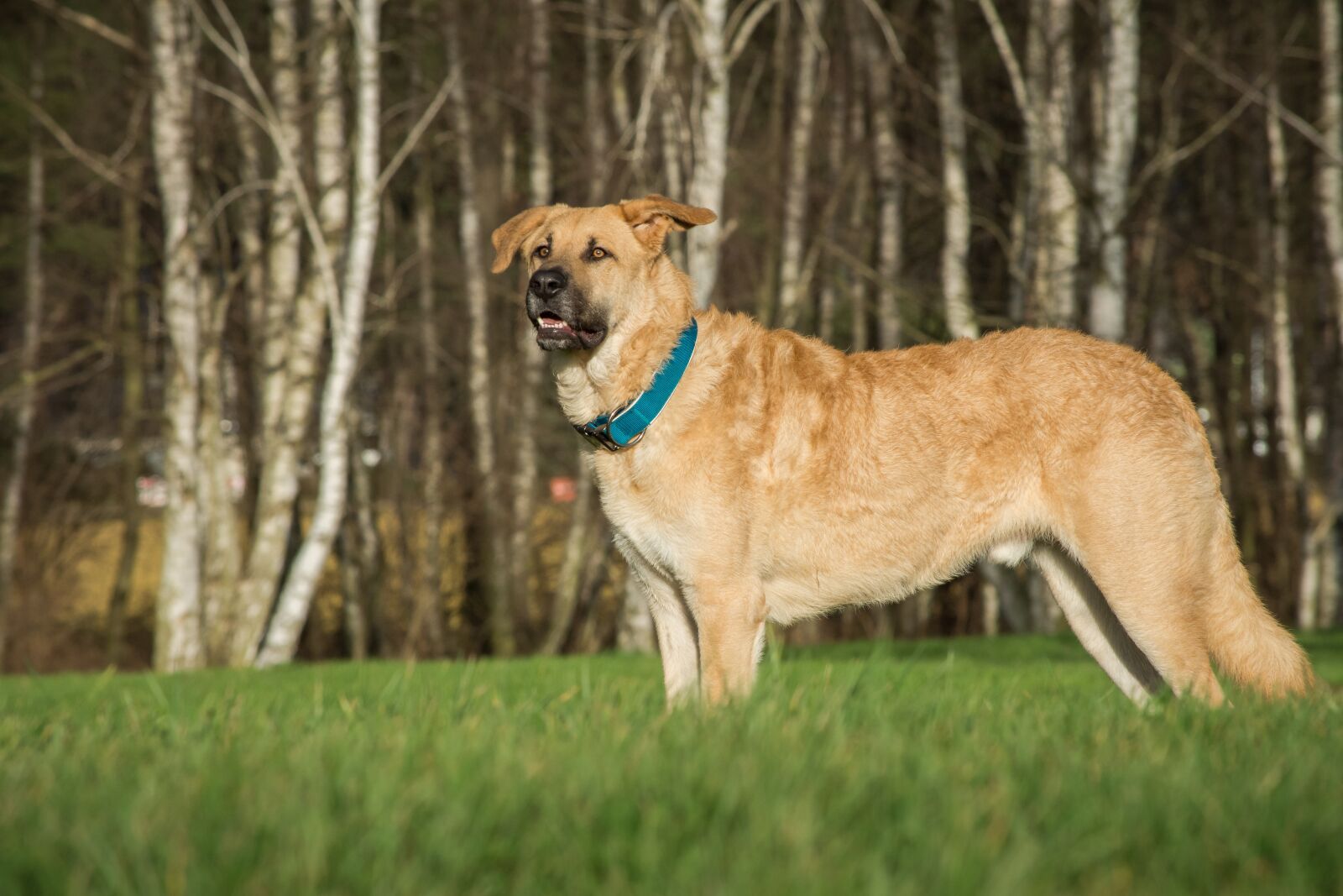 Nikon D7200 sample photo. Dog, animal, grass photography