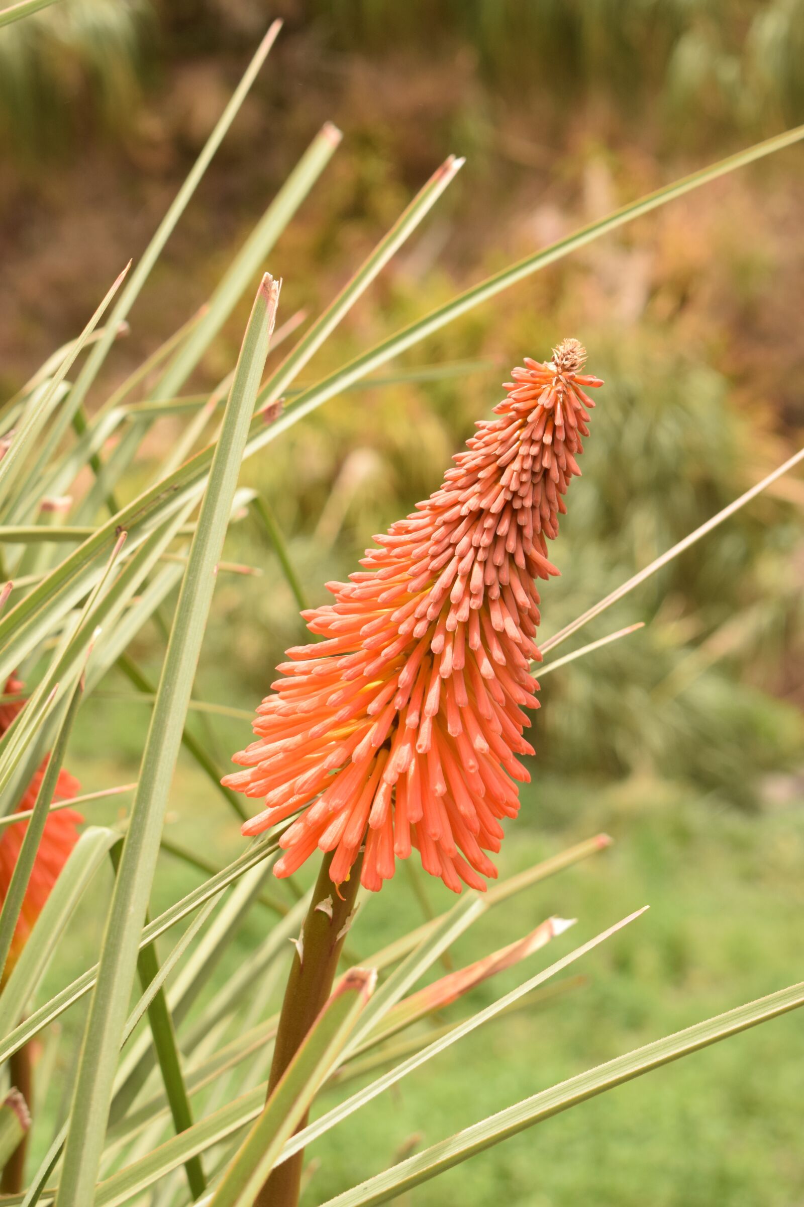 Nikon D3300 sample photo. Flower, green, nature photography