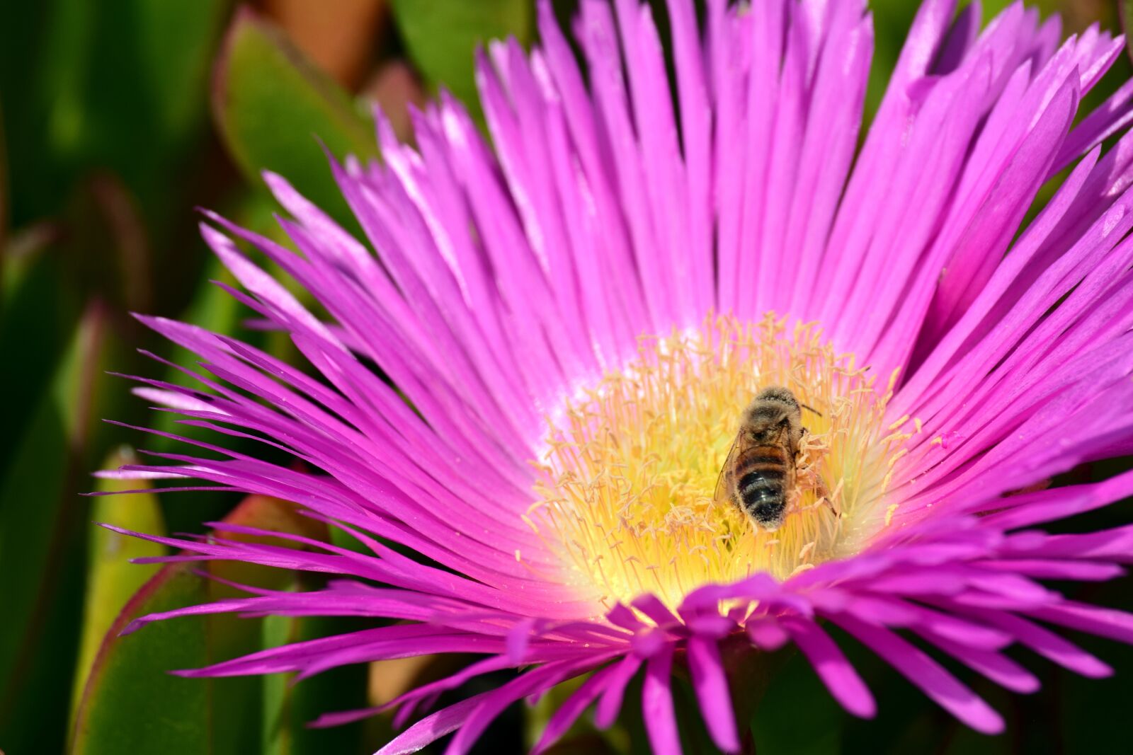 Nikon D3300 sample photo. Blossom, bloom, bee photography