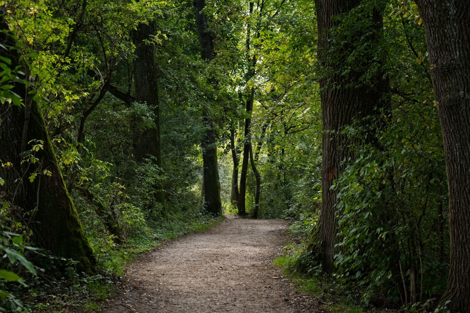 Nikon D7100 sample photo. Forest, away, forest path photography