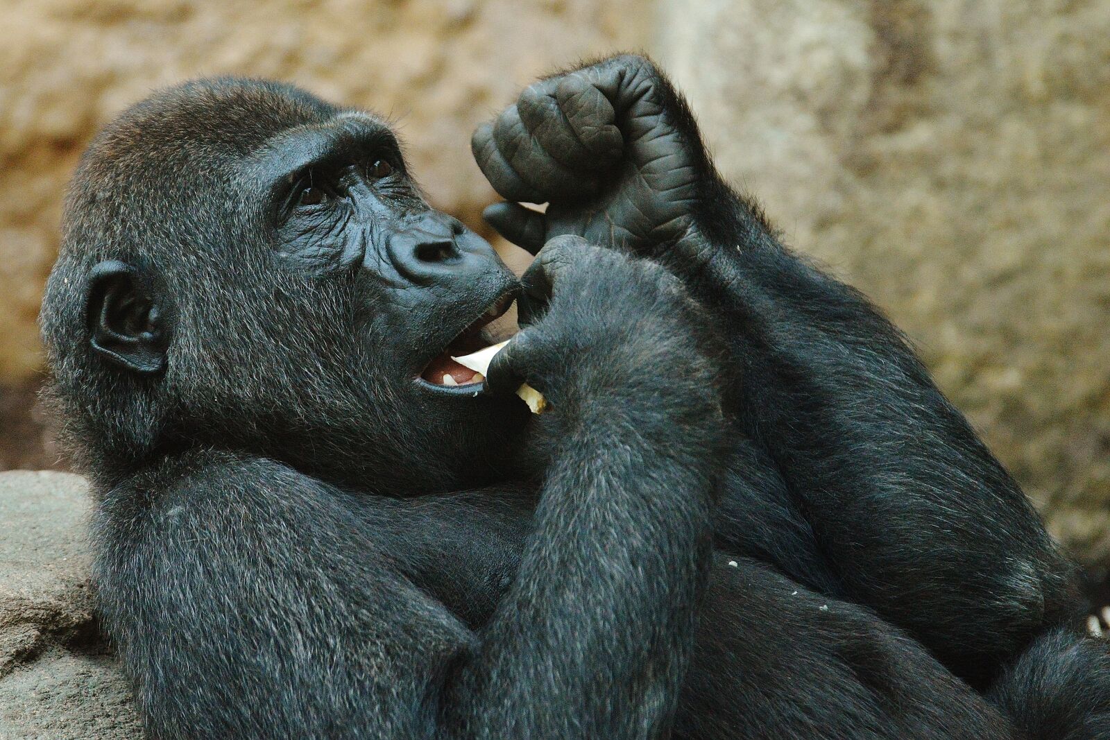 Nikon D3200 sample photo. Monkey, gorilla, eat photography