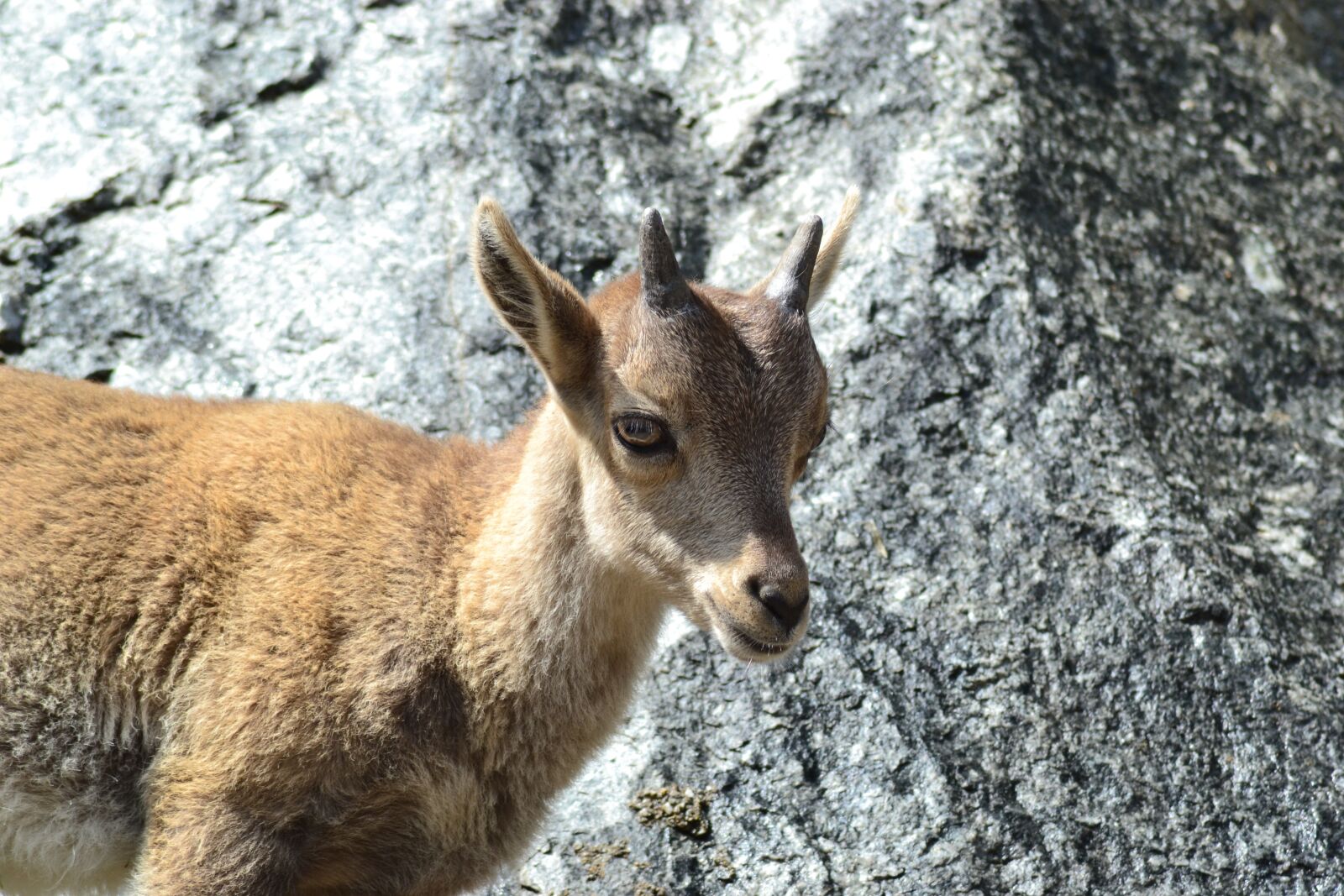 Nikon D3100 sample photo. Capricorn, animal child, mountains photography