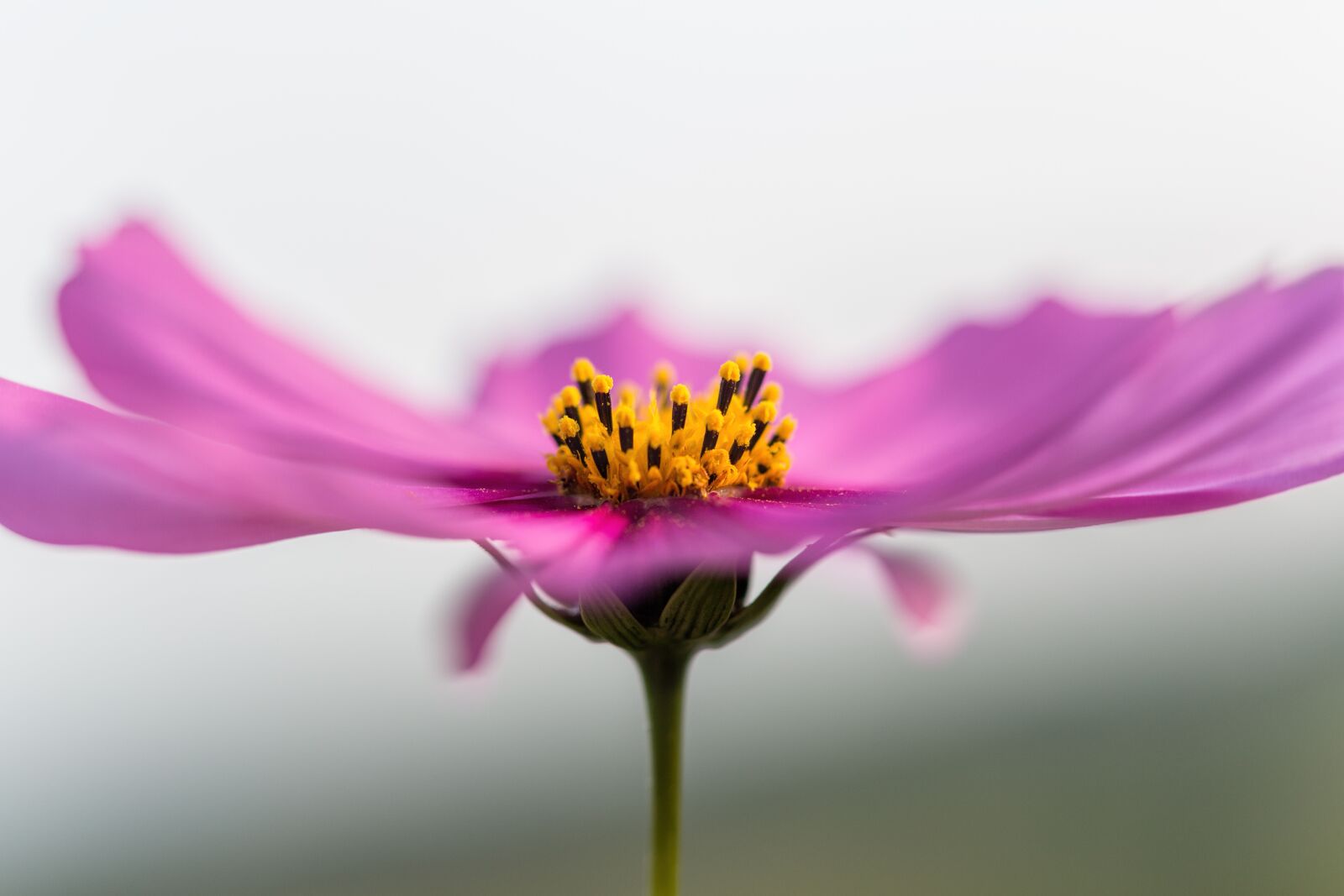 Canon EF 100mm F2.8 Macro USM sample photo. Blossom, bloom, flower photography