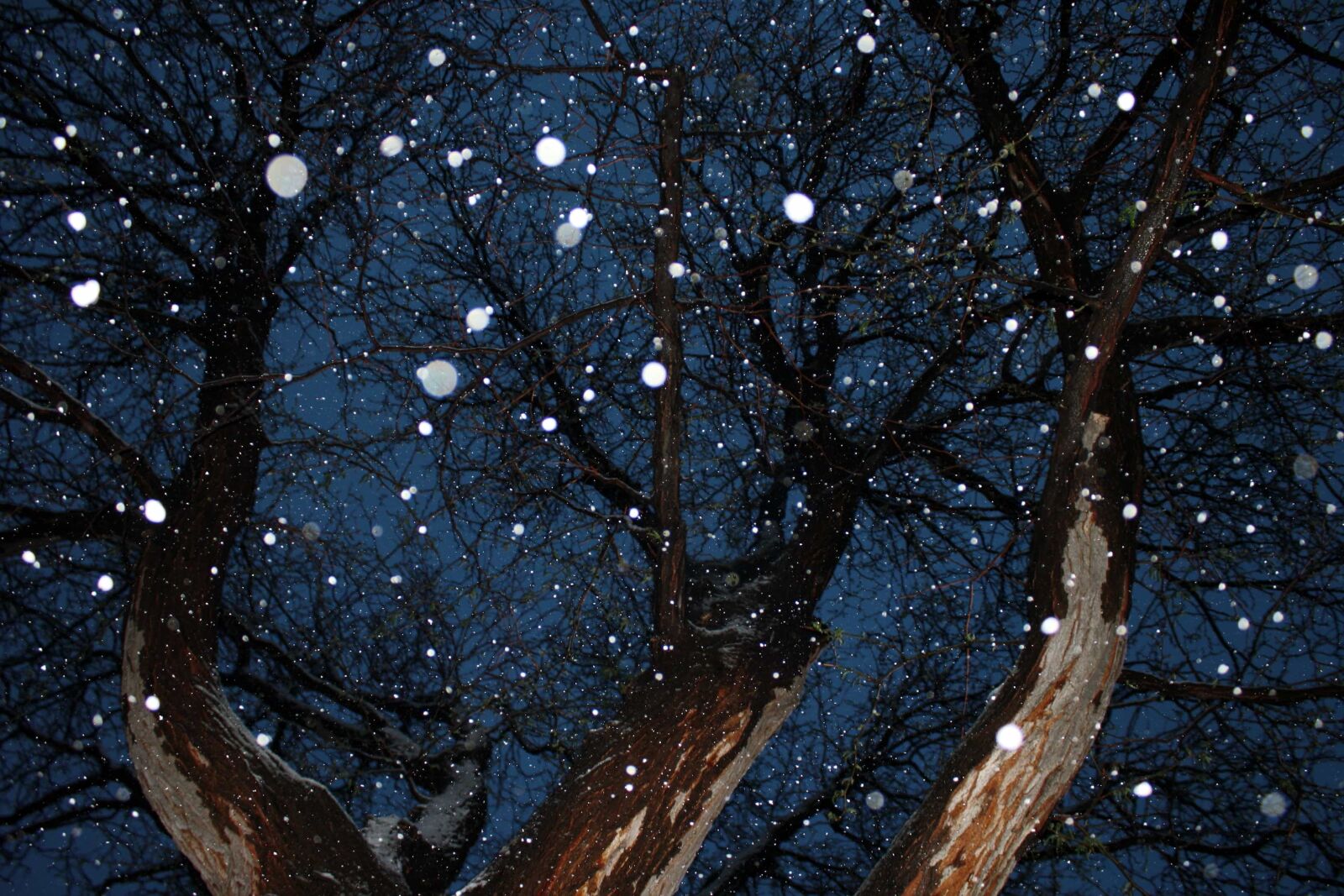 f/3.5-5.6 IS sample photo. Winter, forest, tree, trees photography