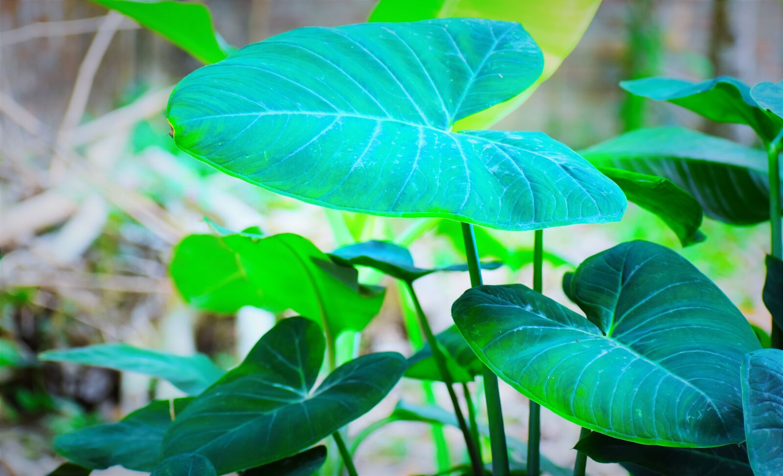 Nikon D5600 sample photo. Leaf, flora, nature photography