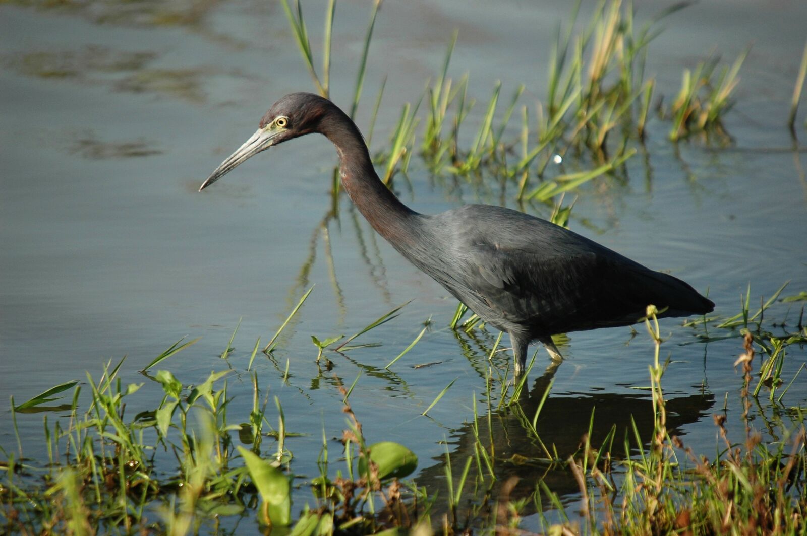 Nikon D70s sample photo. Blue heron, wader, bird photography