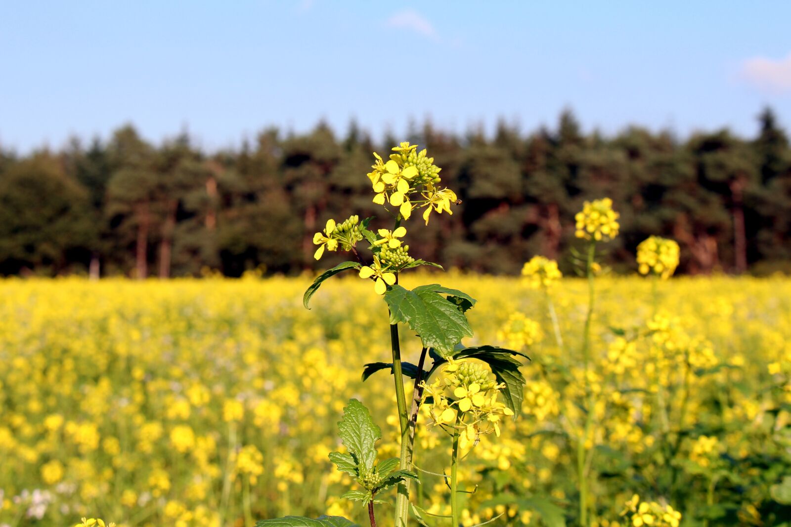 Canon EOS 700D (EOS Rebel T5i / EOS Kiss X7i) sample photo. Field of rapeseeds, forest photography