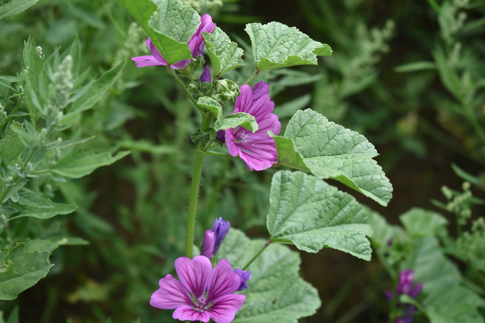 Nikon D3500 sample photo. Flowers, green, nature photography