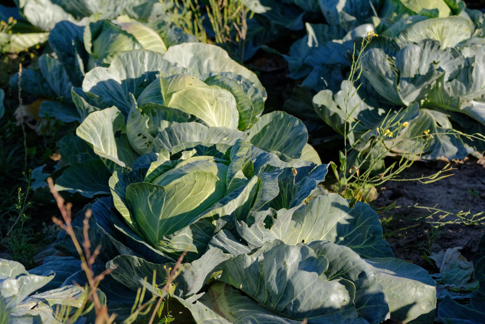 Nikon D5200 sample photo. Cabbage, green, food photography