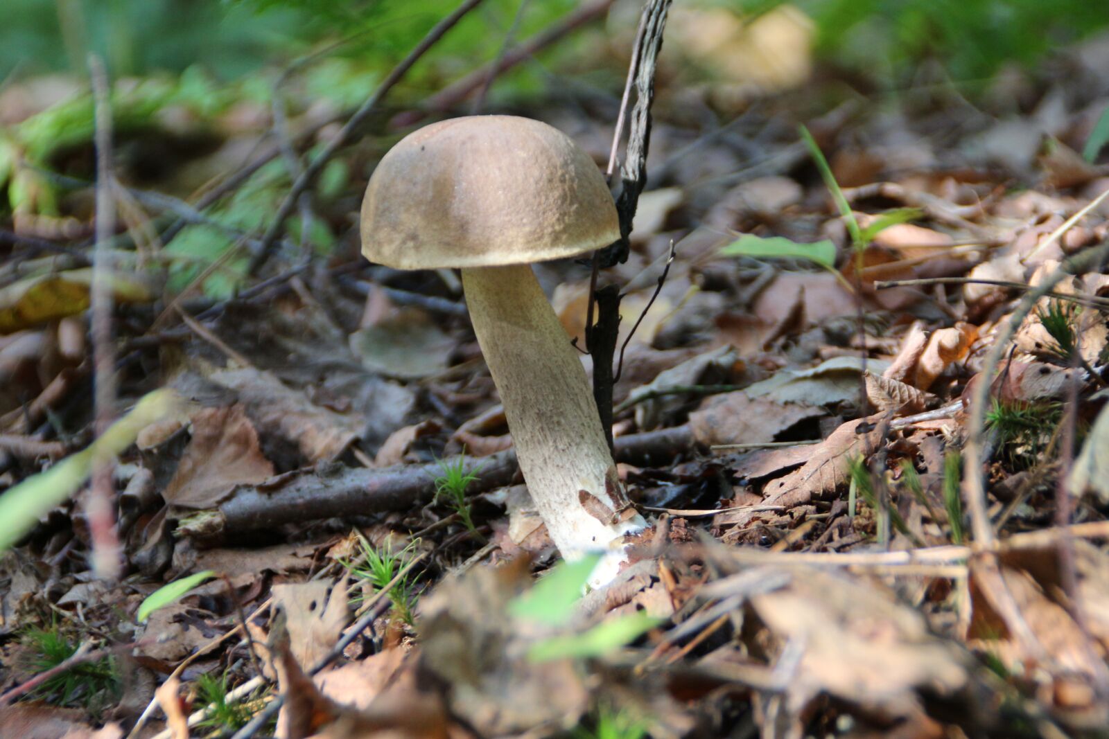 Canon EOS 700D (EOS Rebel T5i / EOS Kiss X7i) sample photo. Mushroom, kozak, mushrooms photography