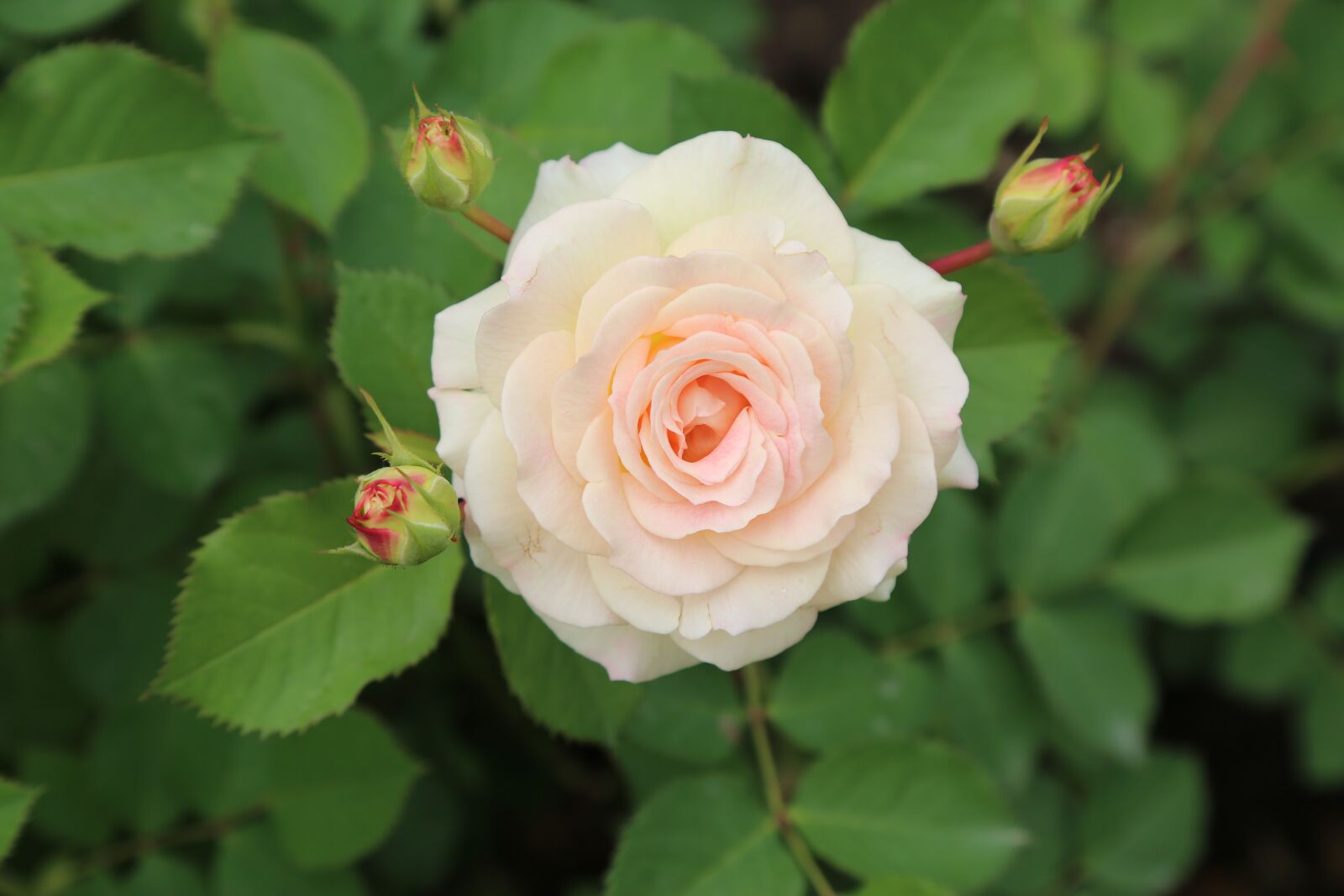 Canon EF 24-105mm F4L IS USM sample photo. Rose, spring, whitish rose photography