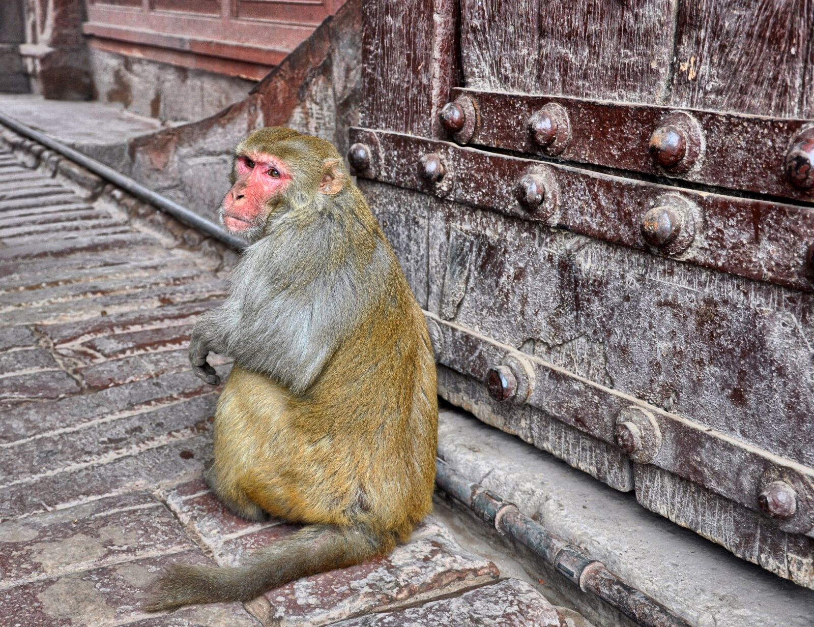 Nikon D5000 sample photo. Monkey, magot, animal photography