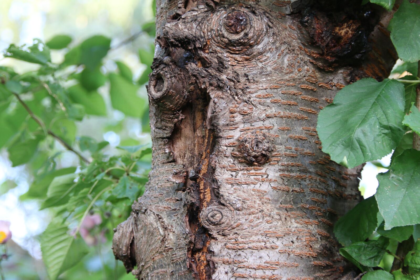 Canon EOS 70D sample photo. Tree, bark, log photography