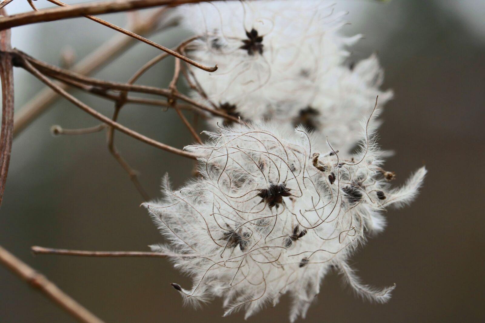 Canon EOS 750D (EOS Rebel T6i / EOS Kiss X8i) sample photo. Flower, threads, white photography